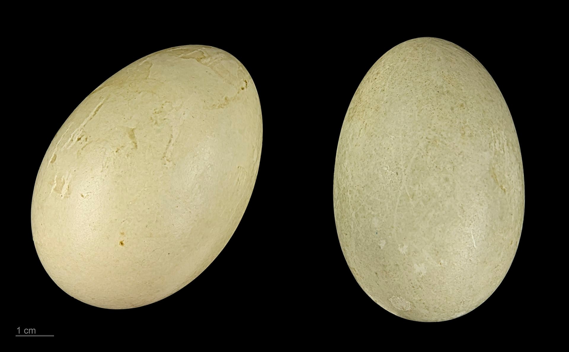 Eidereend (Somateria mollissima) - Somateria mollissima MHNT.ZOO.2010.11.26.1