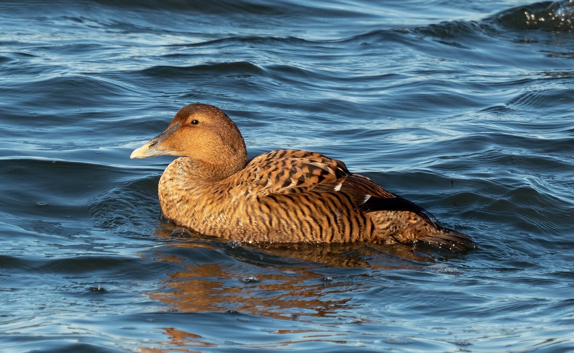 Eidereend (Somateria mollissima) - Common eider female at Jones Beach (04713)