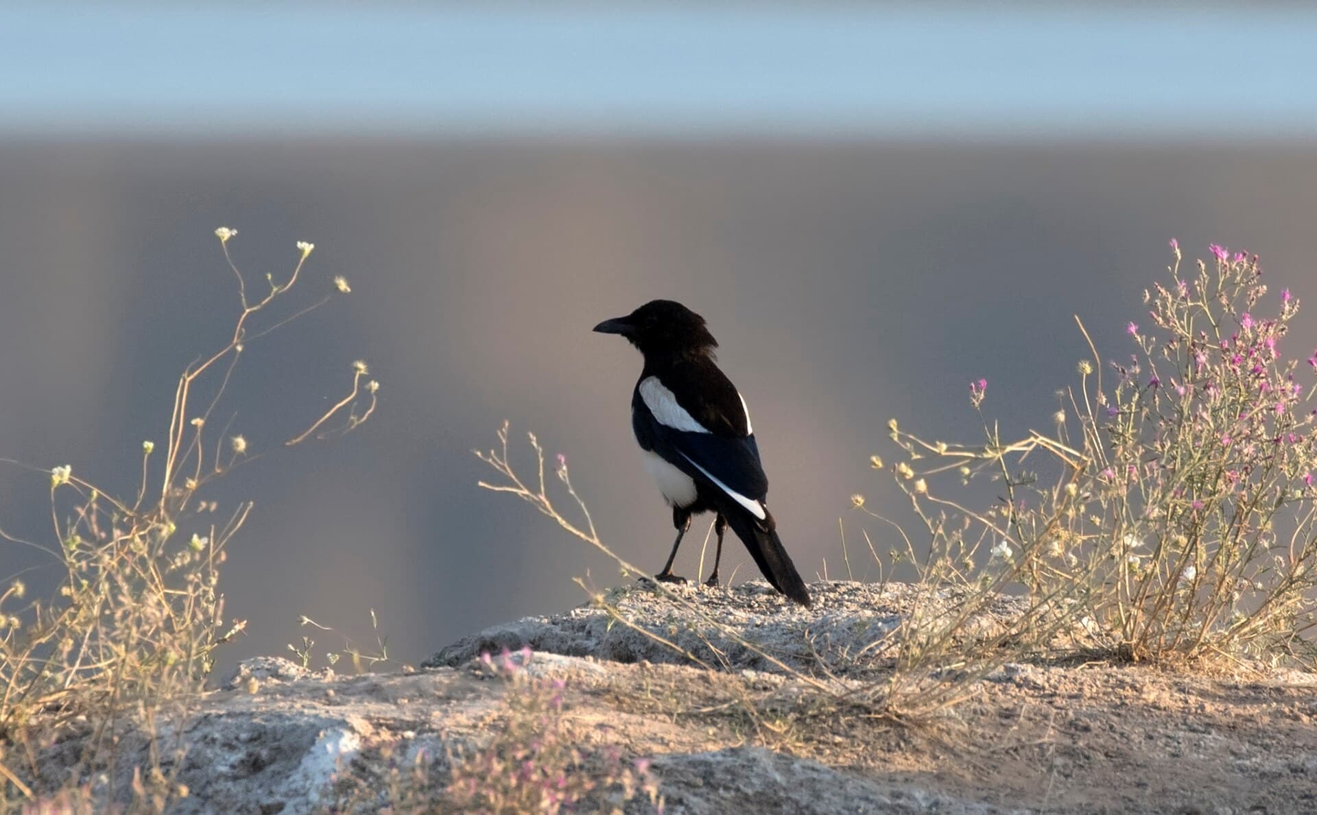 Ekster (Pica pica) - Pica pica - Eurasian Magpie 07