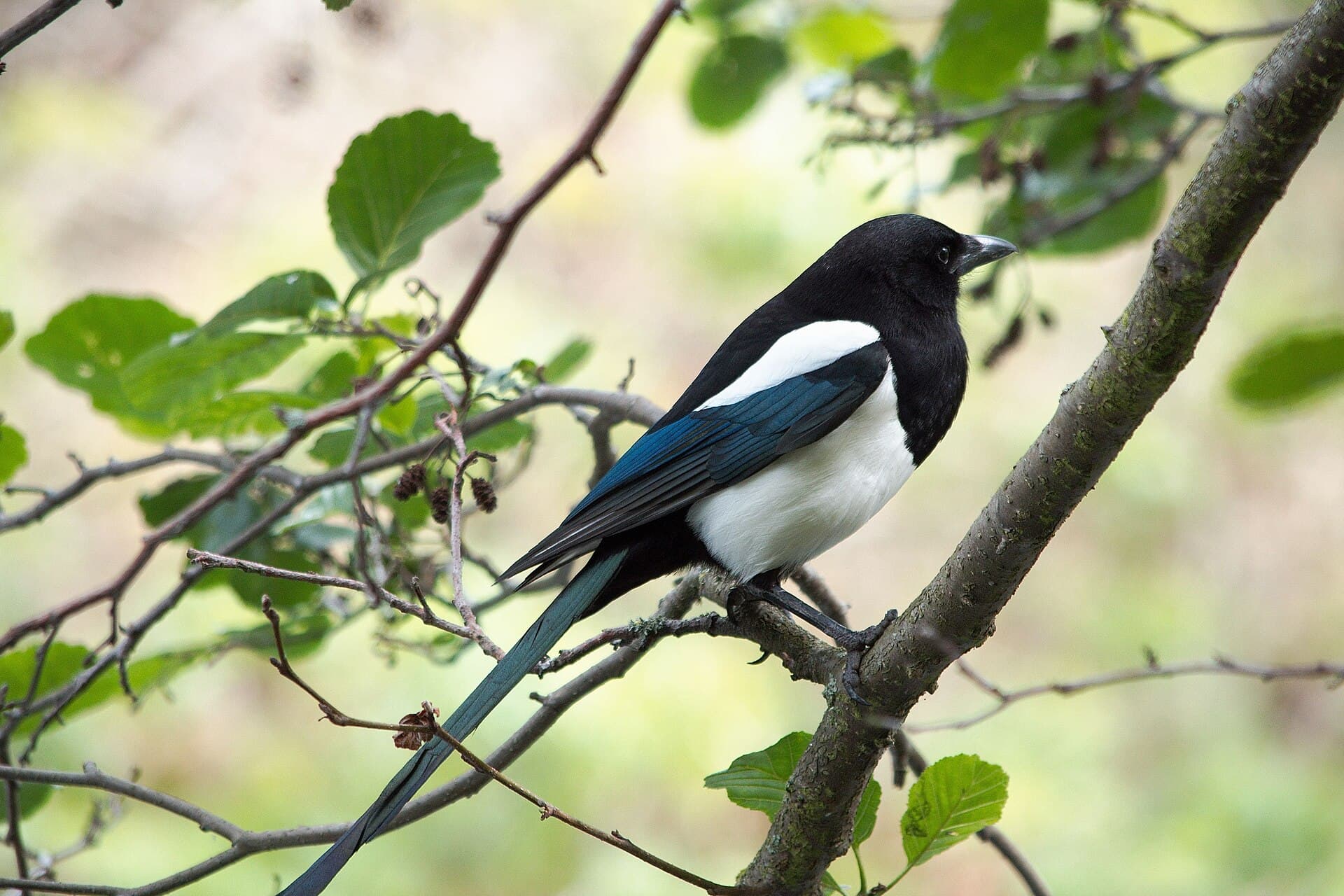 Ekster (Pica pica) - Pica pica perched on branch 2