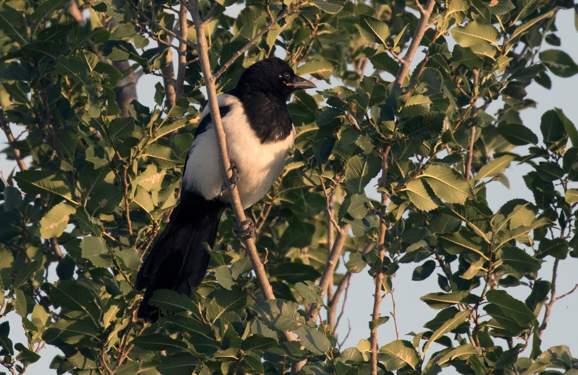 Ekster (Pica pica) - Pica pica - Eurasian Magpie 03