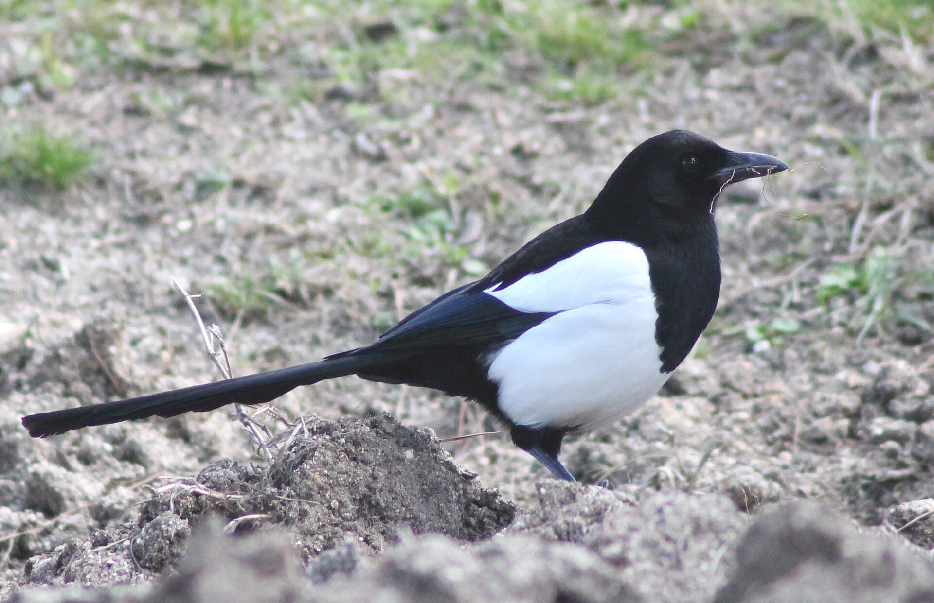 Ekster (Pica pica) - Magpie in Madrid (Spain) 74