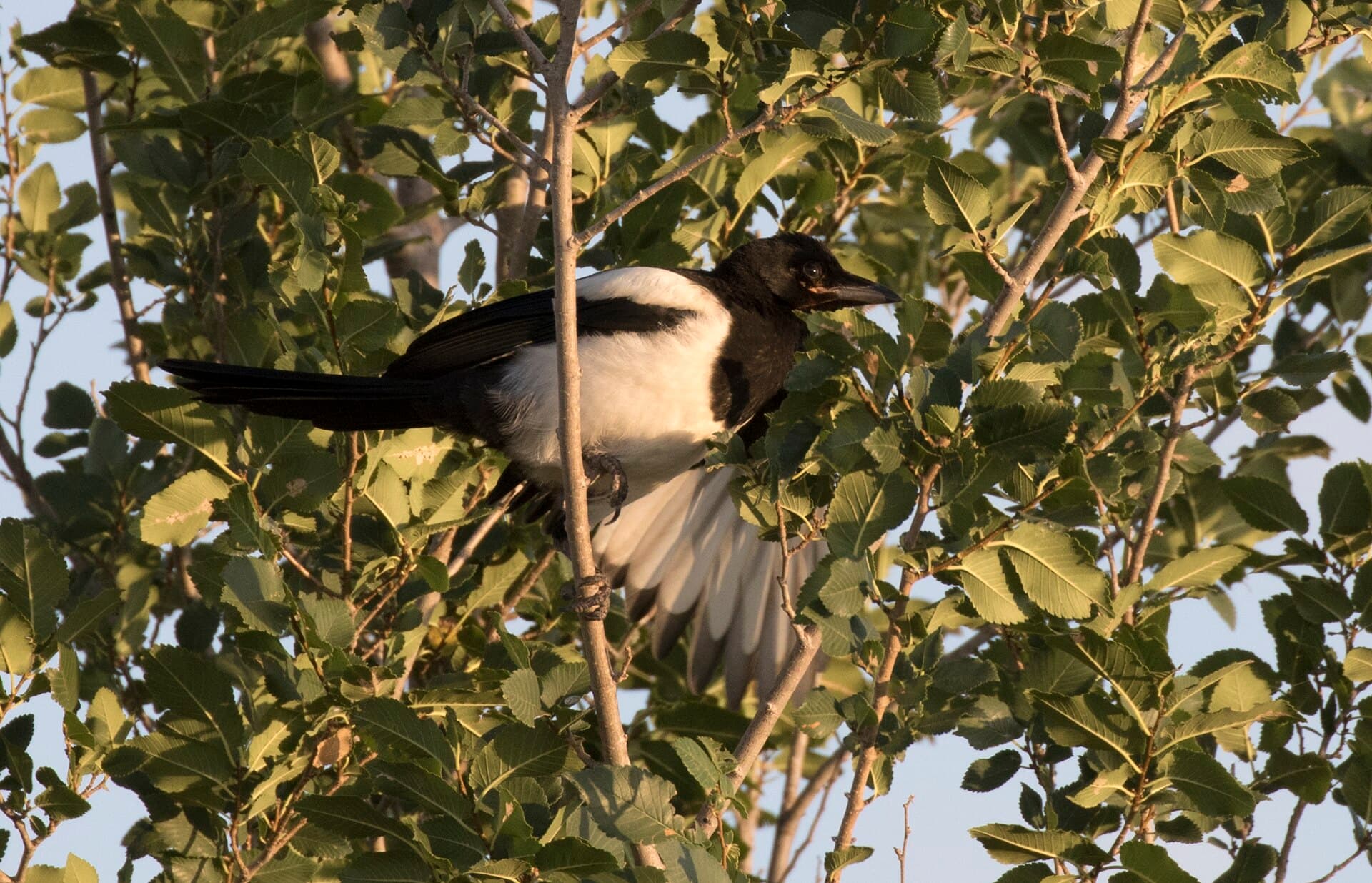 Ekster (Pica pica) - Pica pica - Eurasian Magpie 05