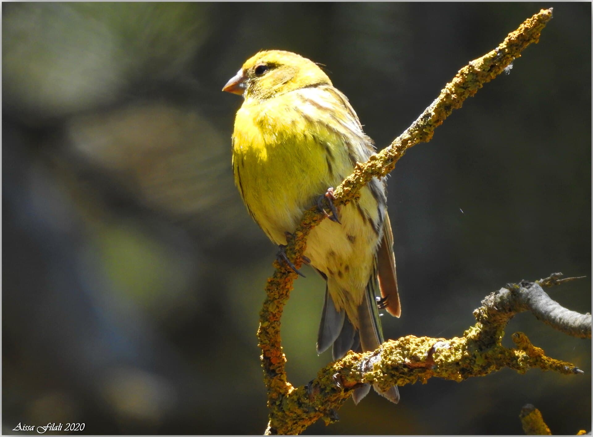 Europese Kanarie (Serinus serinus) - Serinus serinus 74993979