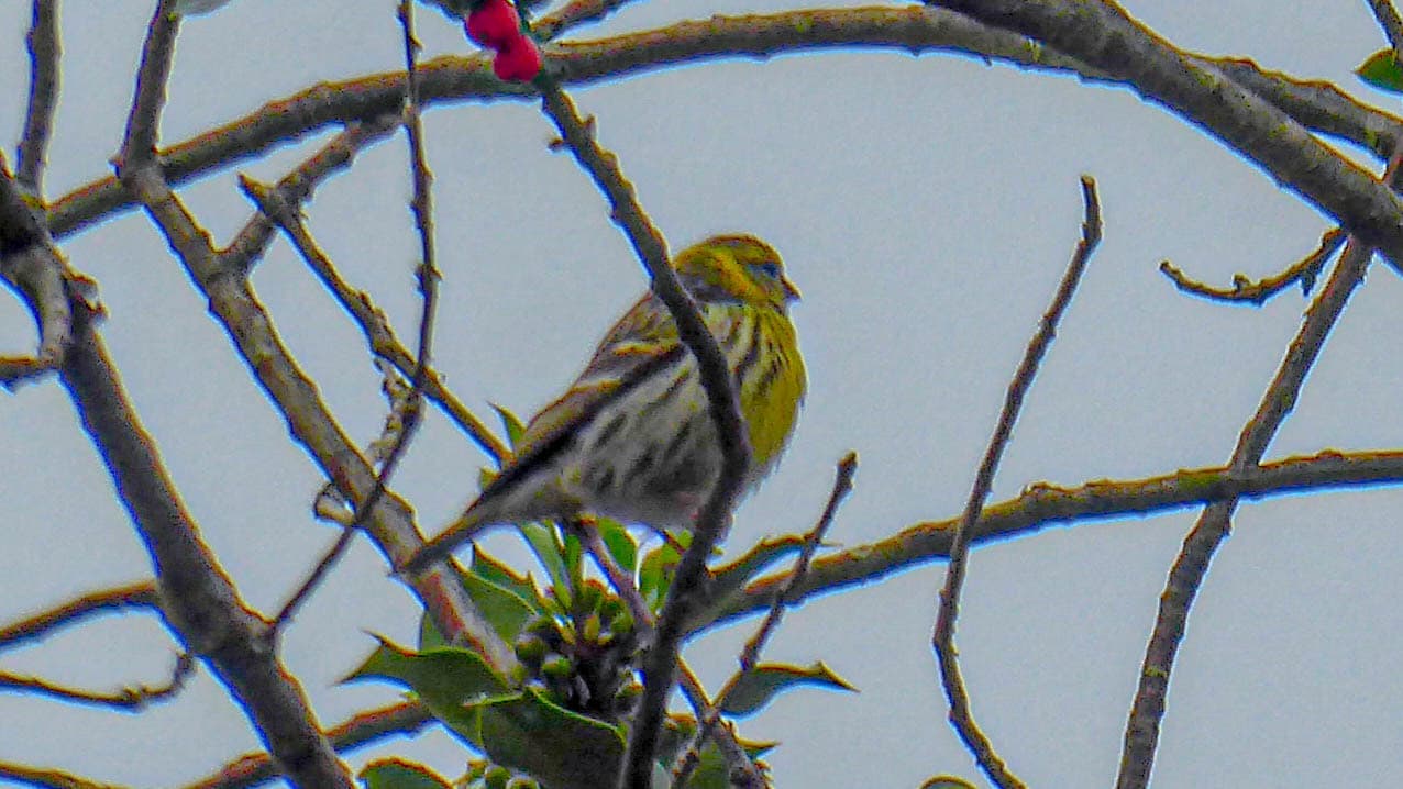 Europese Kanarie (Serinus serinus) - Serinus serinus 72432605