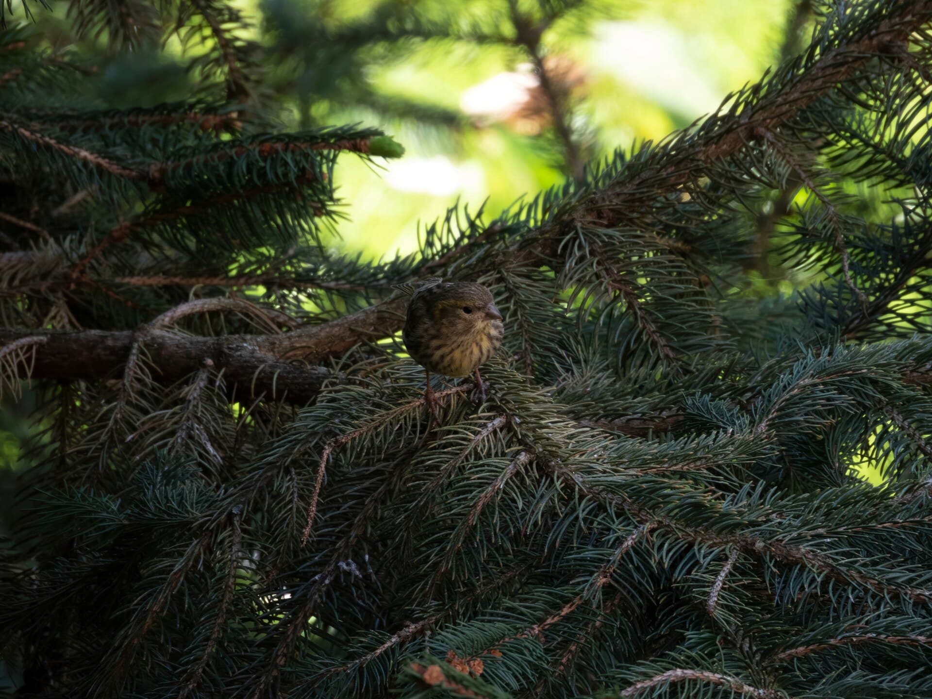 Europese Kanarie (Serinus serinus) - Serinus serinus 66261521