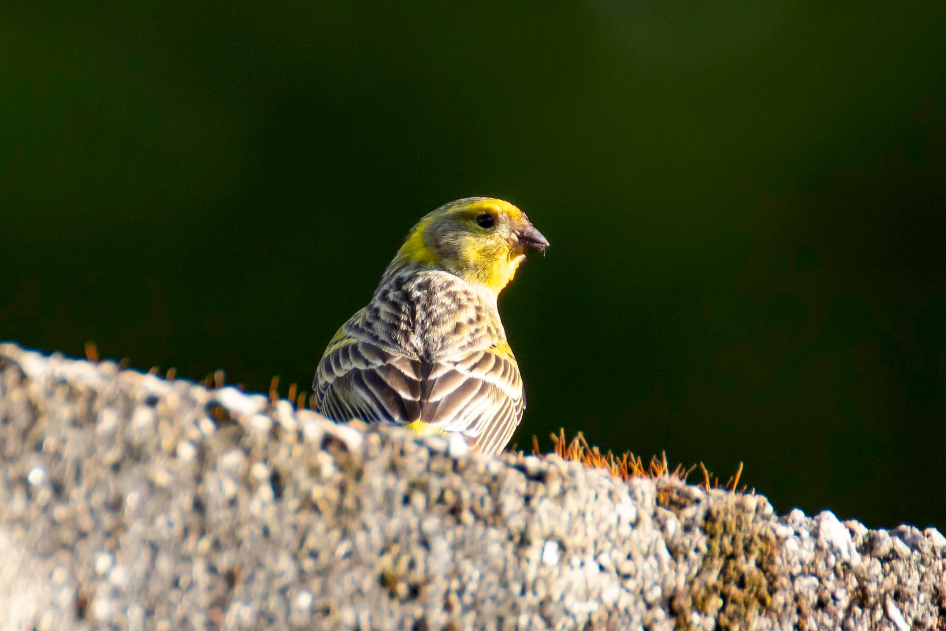 Europese Kanarie (Serinus serinus) - Xirín común