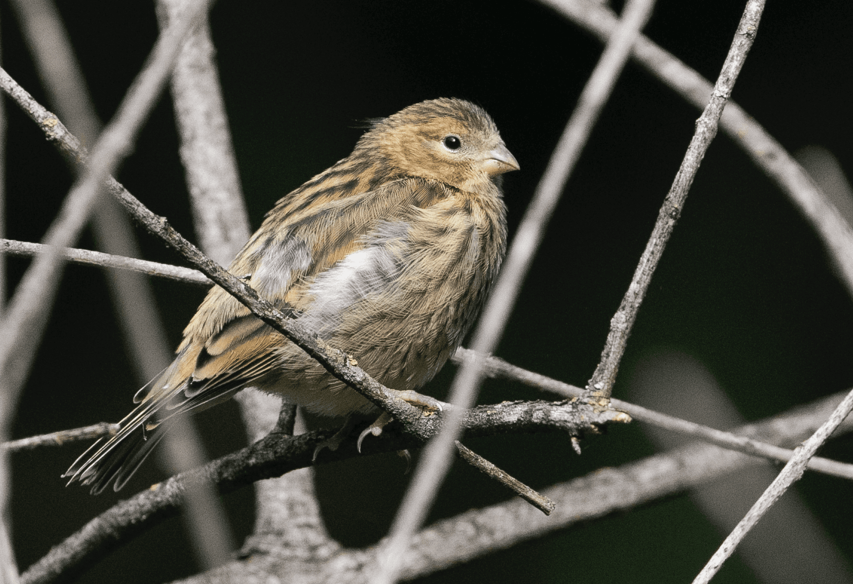 Europese Kanarie (Serinus serinus) - Serinus serinus 84845956