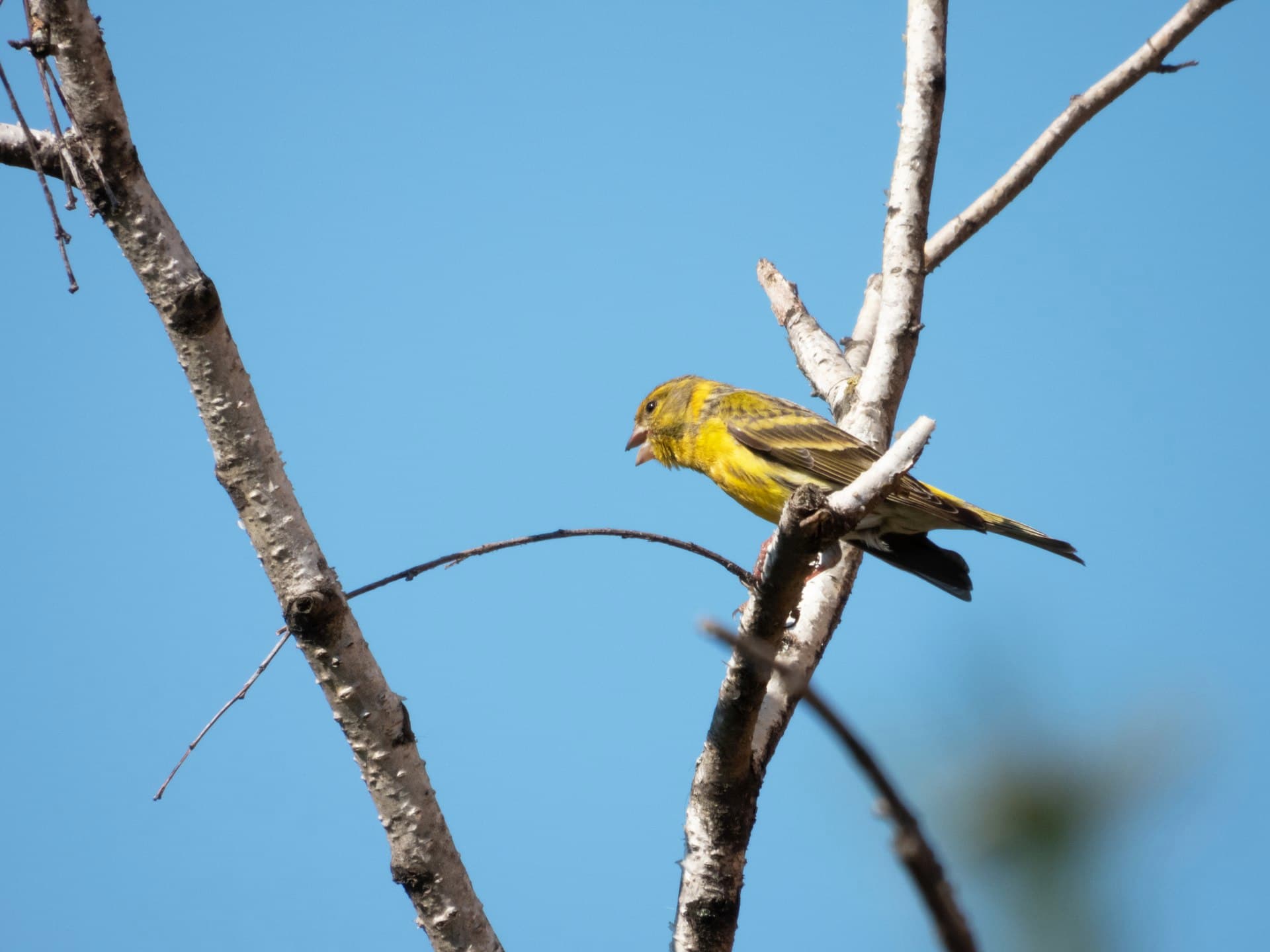Europese Kanarie (Serinus serinus) - Serinus serinus 66667046