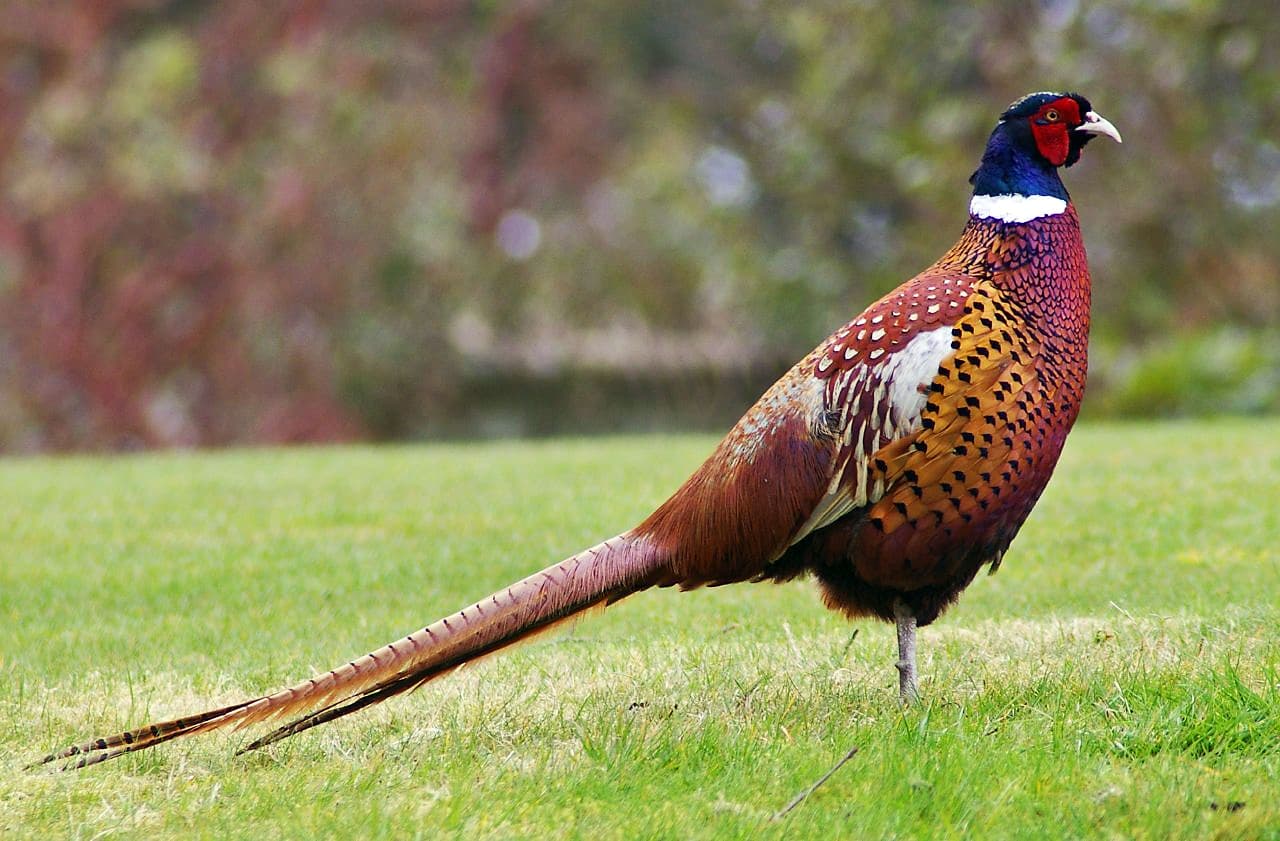 Fazant (Phasianus colchicus) - Pheasant