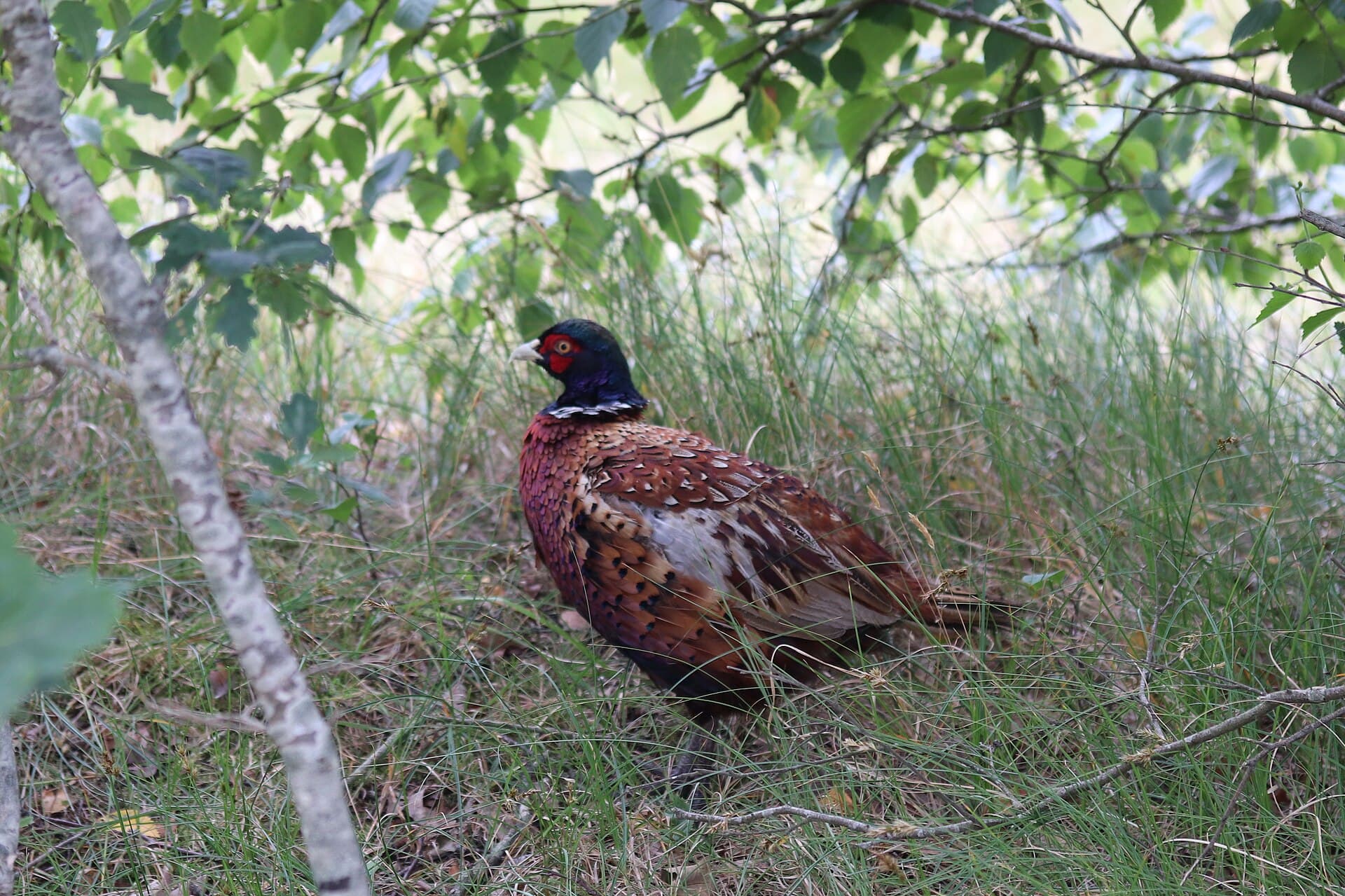 Fazant (Phasianus colchicus) - Schiermonnikoog - Fazant (Phasianus colchicus)