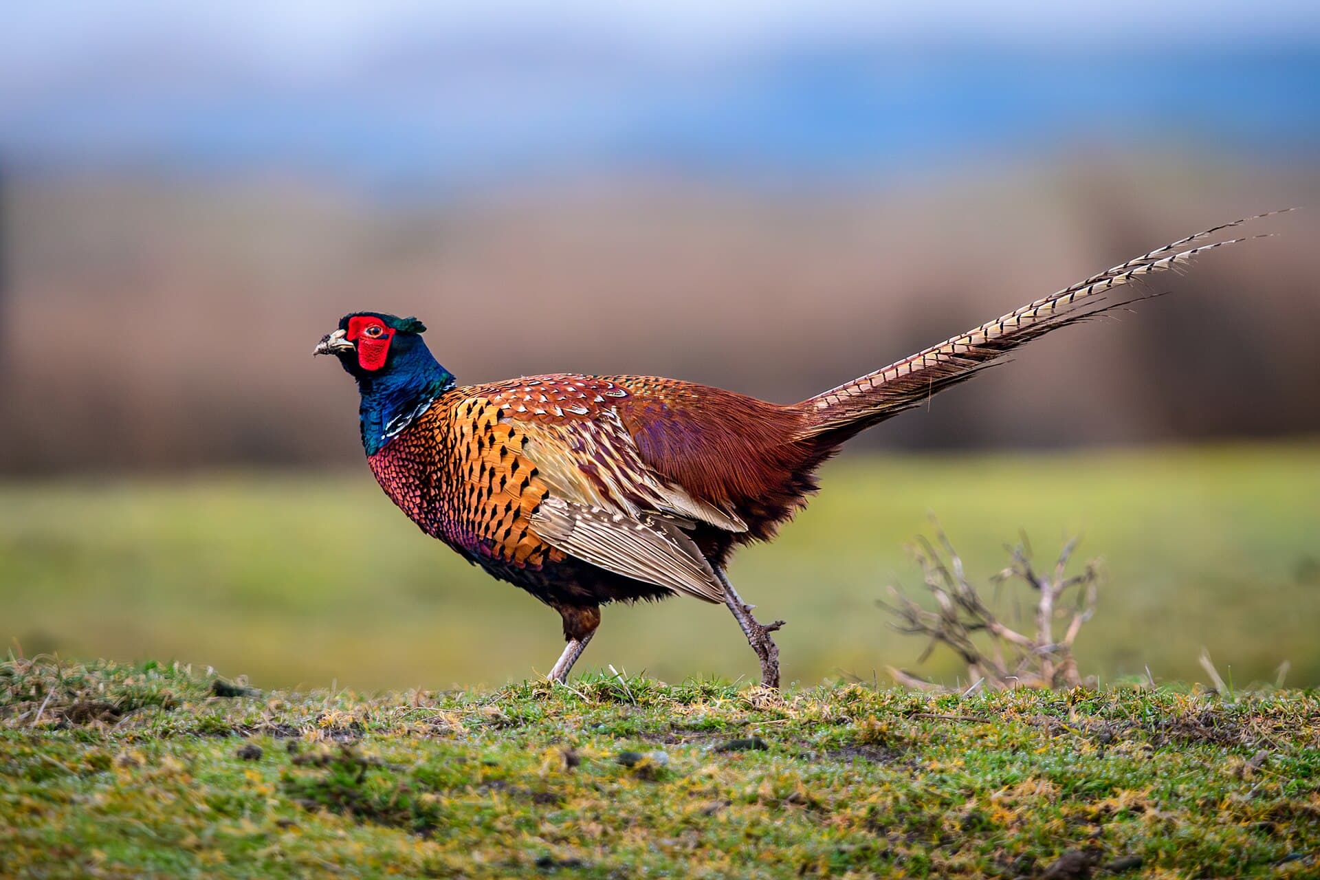 Fazant (Phasianus colchicus) - Fasan auf Spiekeroog 05
