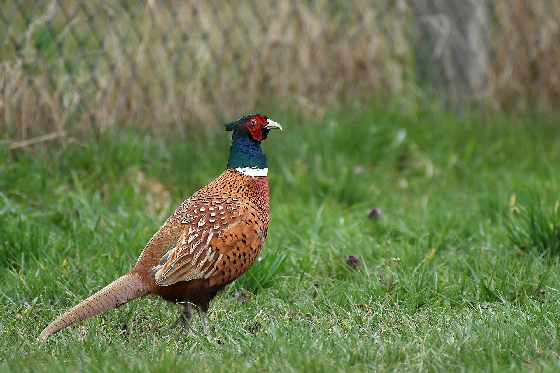 Fazant (Phasianus colchicus) - Jagdfasan-Hahn (März 2025)