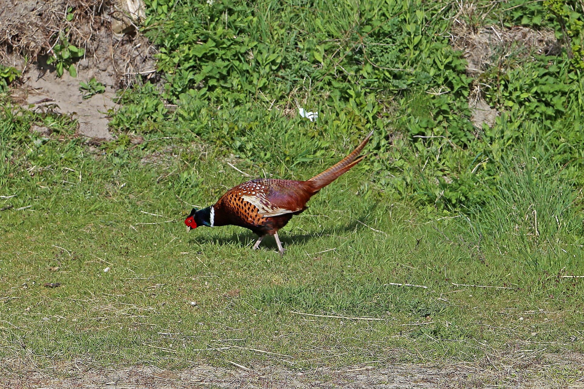 Fazant (Phasianus colchicus) - 00 4488 Hühnervogel - Edelfasan