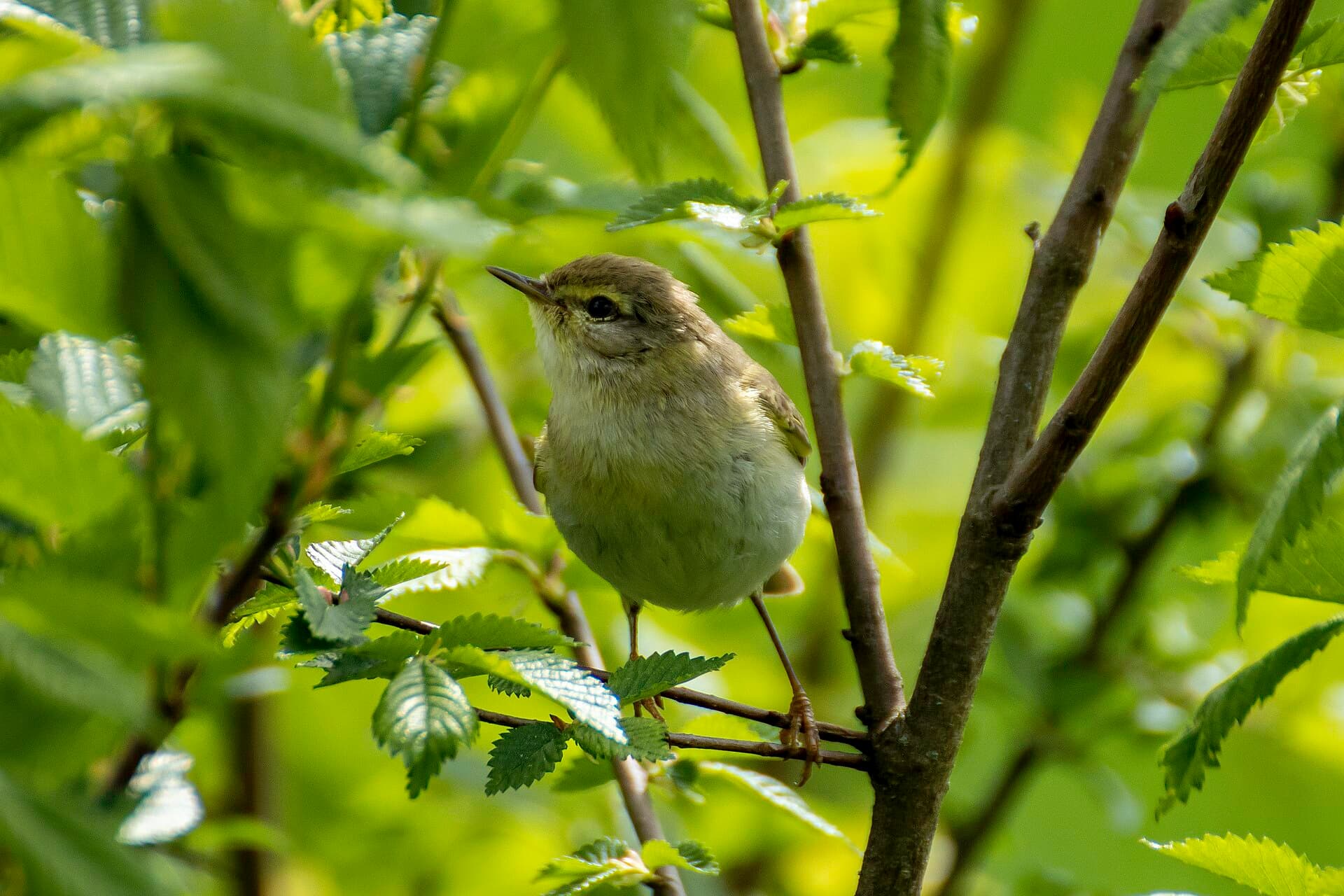 Fitis (Phylloscopus trochilus) - Picafollas musical 01