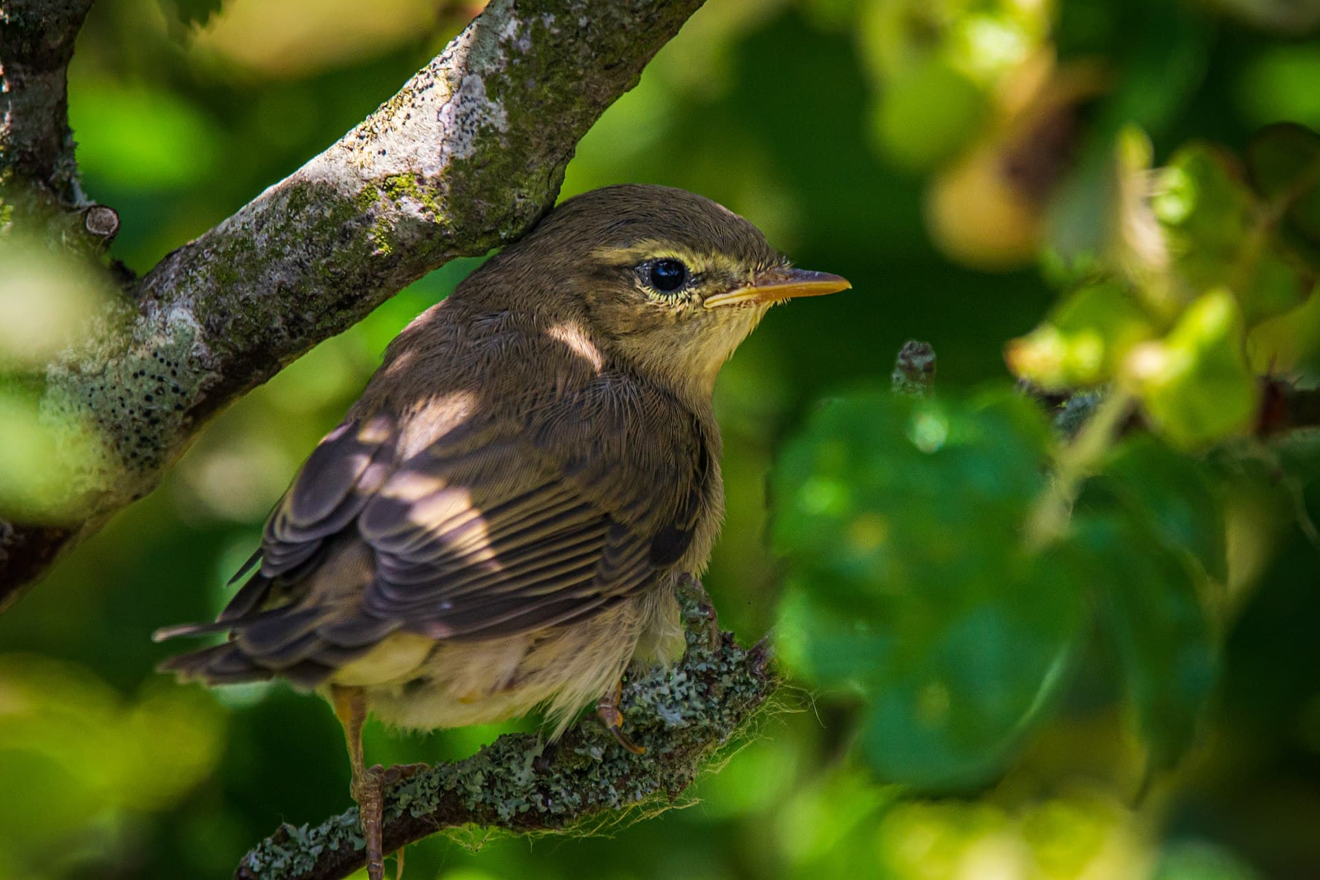 Fitis (Phylloscopus trochilus) - Juveniler Fitis (Phylloscopus trochilus) (2) - Spiekeroog, Nationalpark Niedersächsisches Wattenmeer