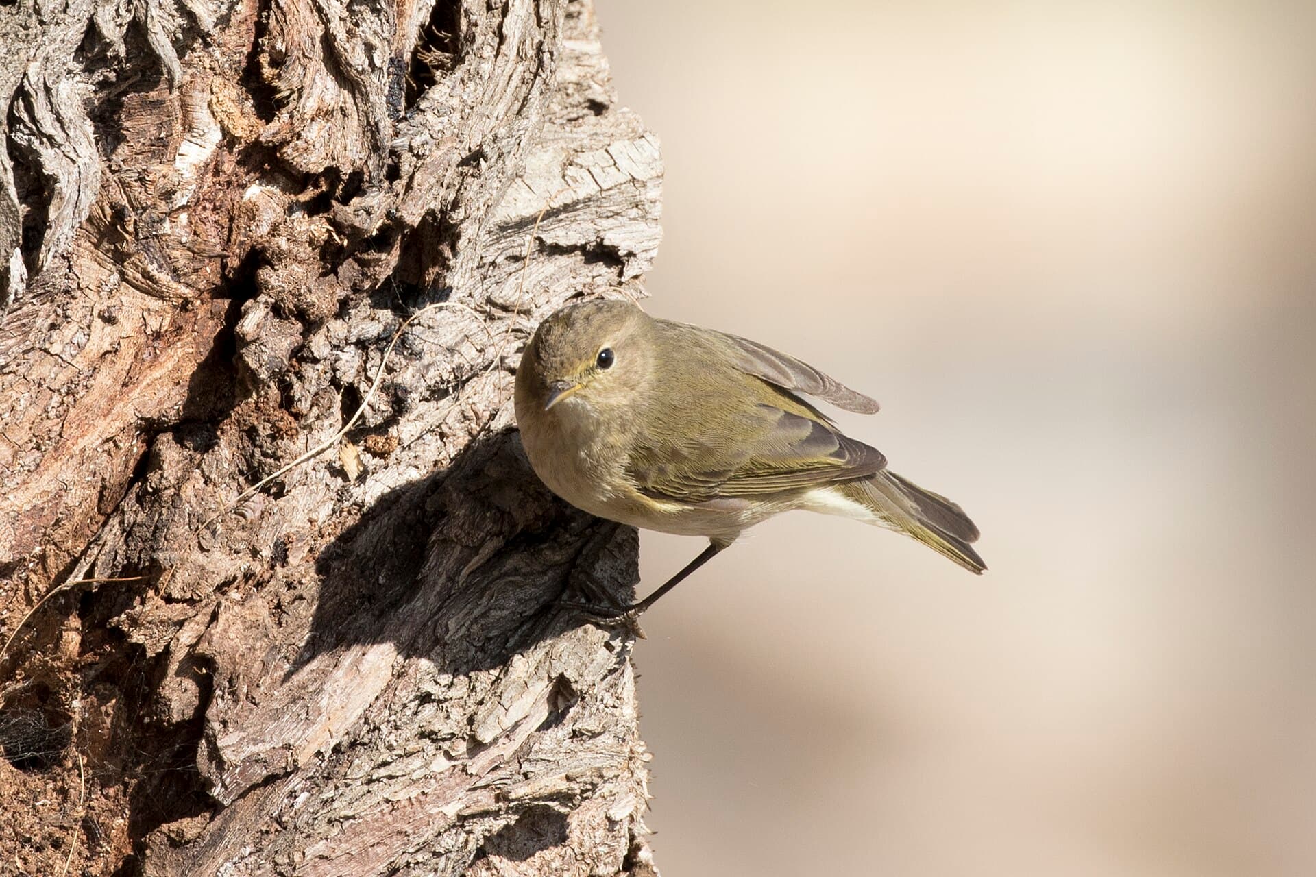 Fitis (Phylloscopus trochilus) - Phylloscopus trochilus - Willow Warbler, Adana 2017-01-15 05-1