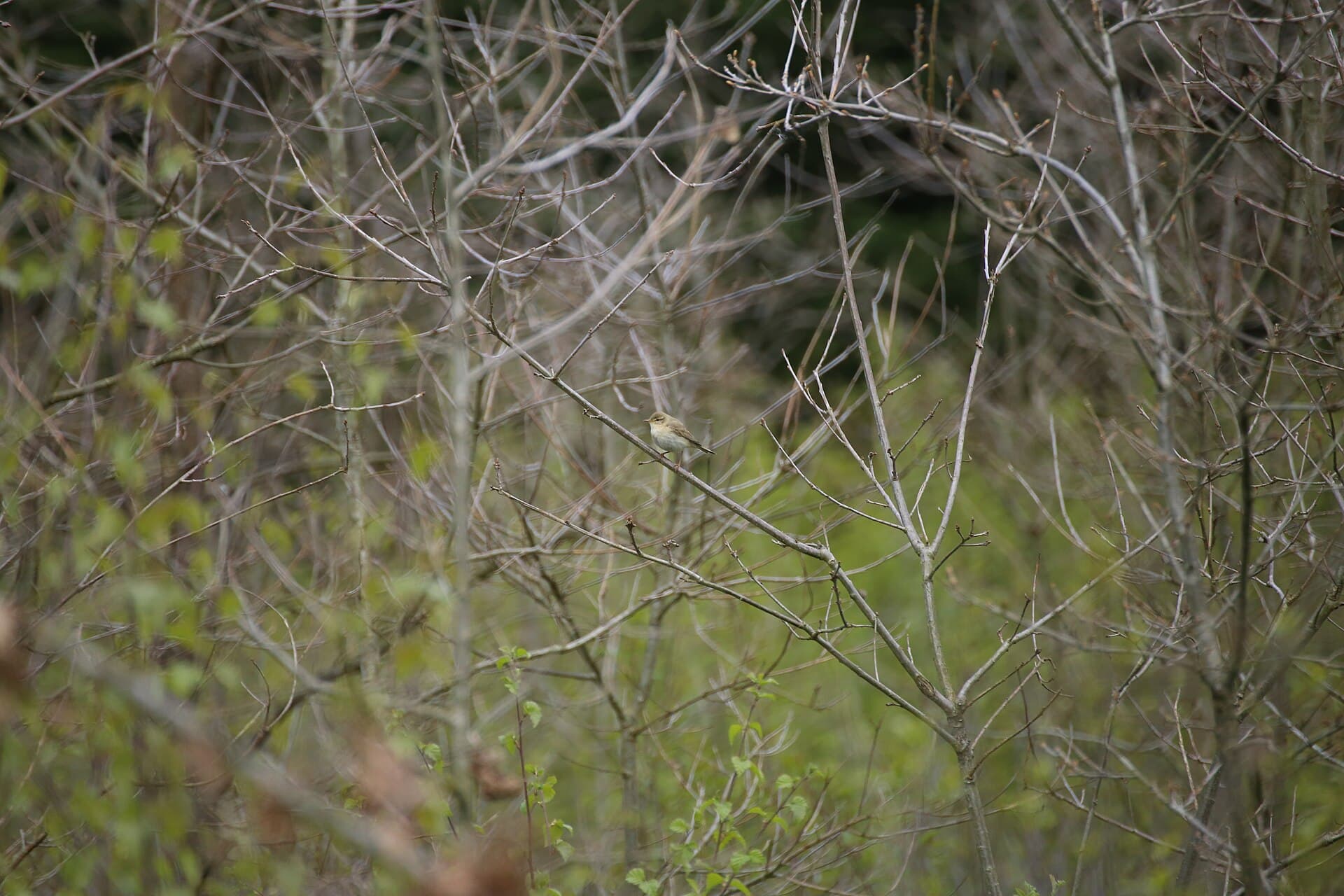 Fitis (Phylloscopus trochilus) - Piecuszek (Phylloscopus tochilus)