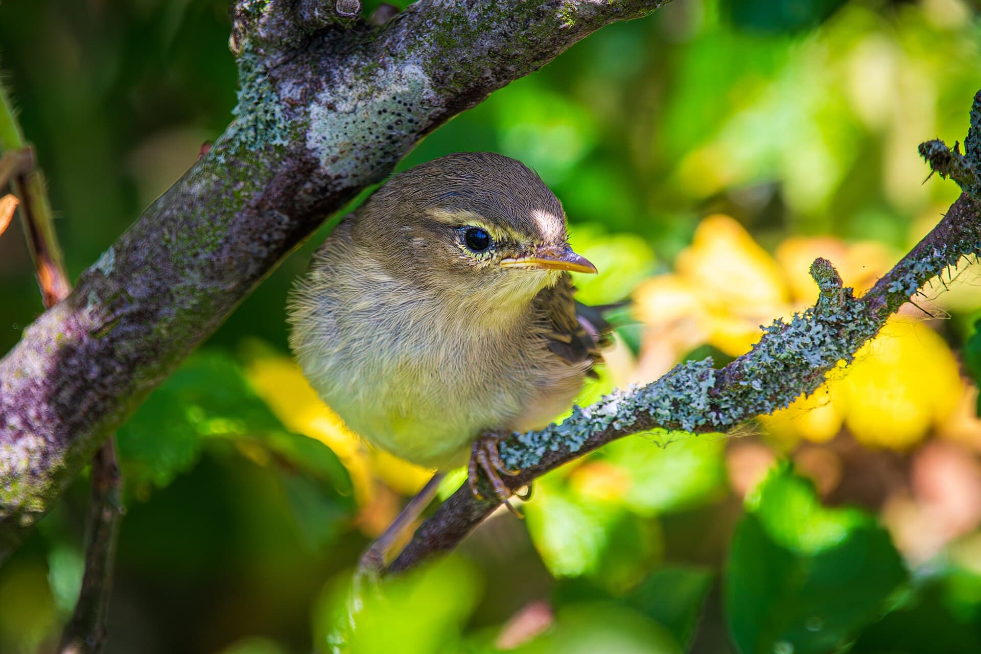 Fitis (Phylloscopus trochilus) - Juveniler Fitis (Phylloscopus trochilus) - Spiekeroog, Nationalpark Niedersächsisches Wattenmeer