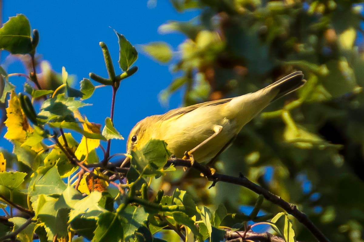 Fitis (Phylloscopus trochilus) - Picafollas musical