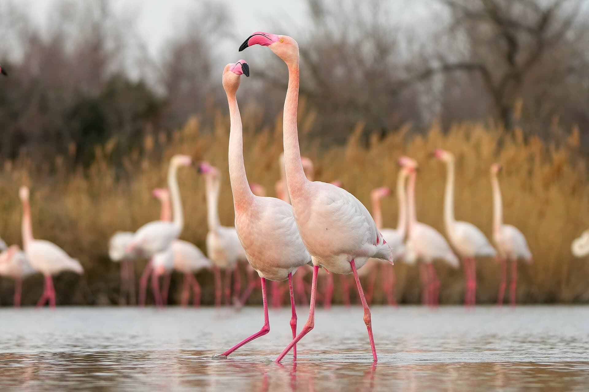 Flamingo (Phoenicopterus roseus) - 004 Greater flamingos walking in the Camargue during mating season Photo by Giles Laurent