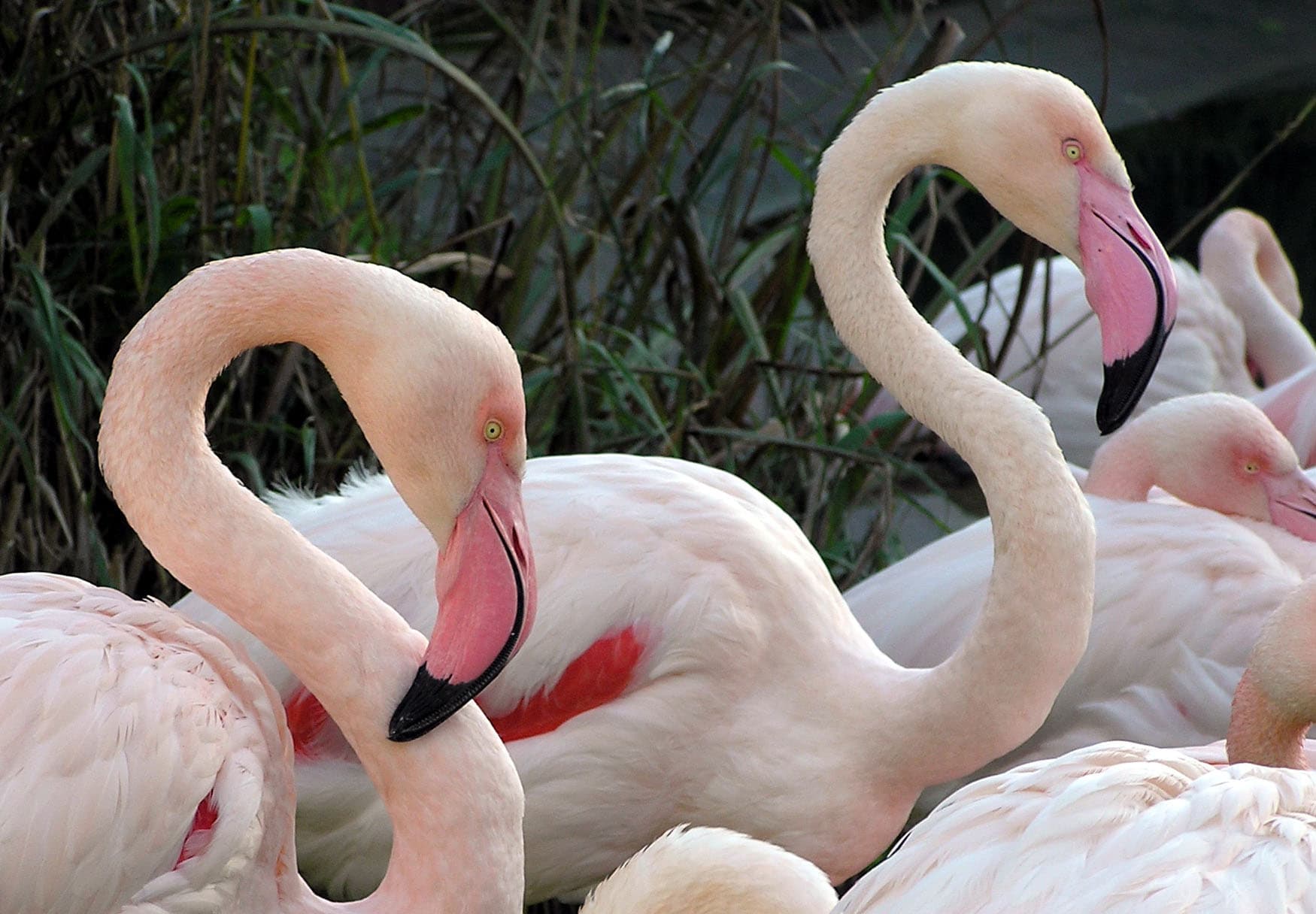 Flamingo (Phoenicopterus roseus) - Bristol.zoo.greater.flamingo.arp