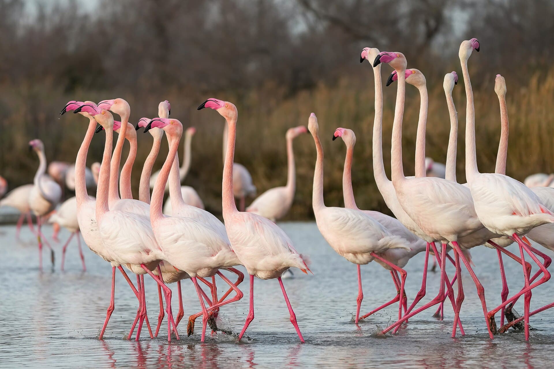 Flamingo (Phoenicopterus roseus) - 005b Greater flamingos courtship display in the Camargue during mating season Photo by Giles Laurent