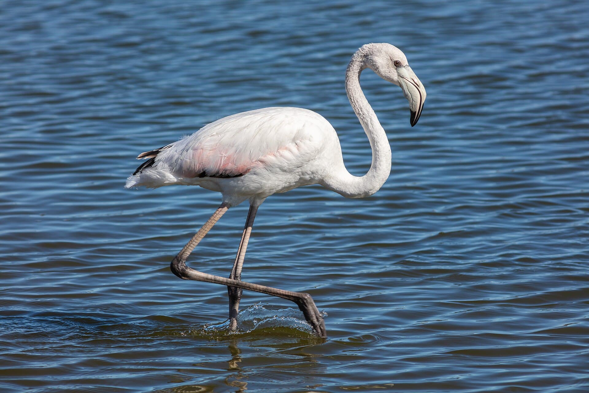 Flamingo (Phoenicopterus roseus) - Flamenco común (Phoenicopterus roseus), Walvis Bay, Namibia, 2018-08-05, DD 30