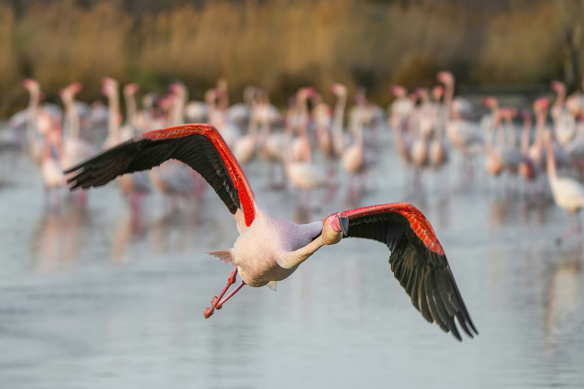 Flamingo (Phoenicopterus roseus) - 001 Greater flamingo in flight in the Camargue Photo by Giles Laurent