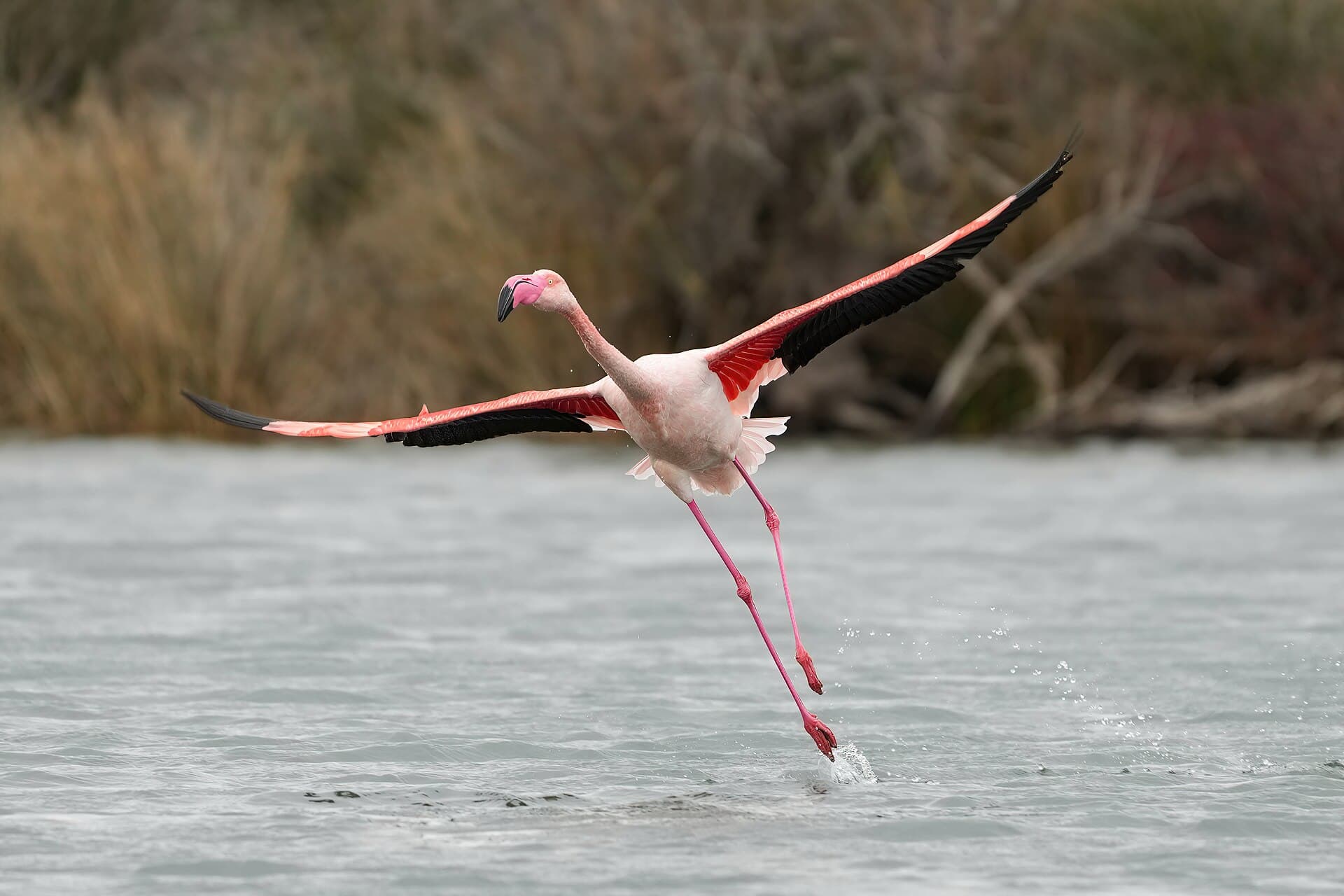 Flamingo (Phoenicopterus roseus) - 002 Greater flamingo taking off in the Camargue Photo by Giles Laurent