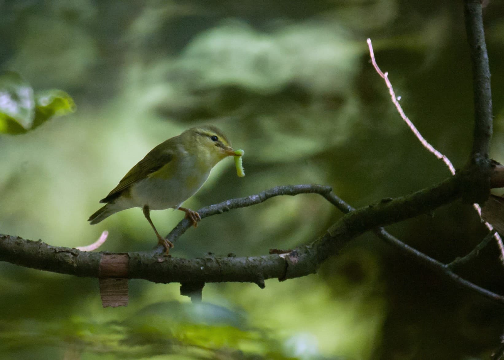 Fluiter (Phylloscopus sibillatrix) - Wood warbler (Phylloscopus sibilatrix) 2019