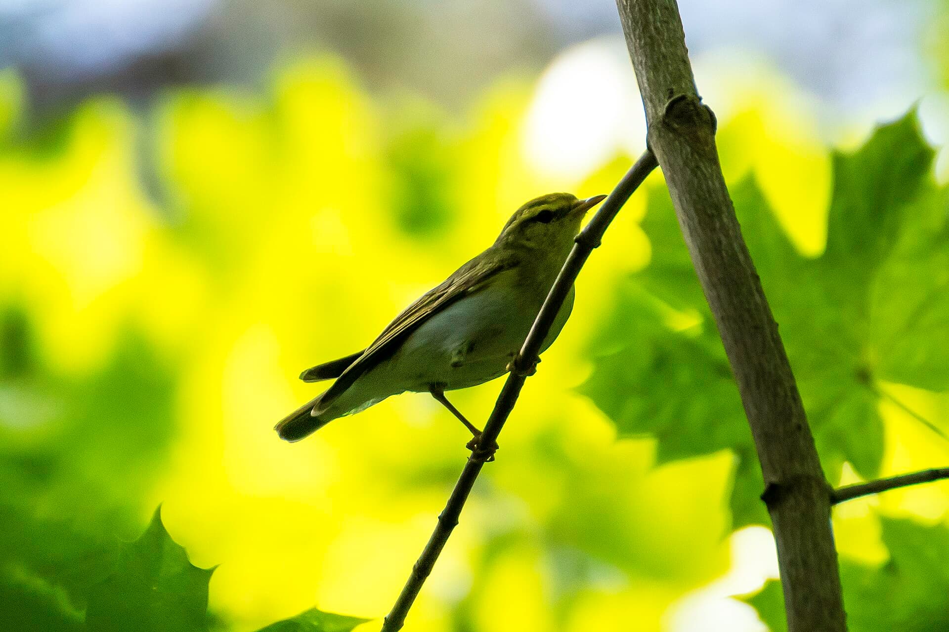 Fluiter (Phylloscopus sibillatrix) - Picafollas asubiador