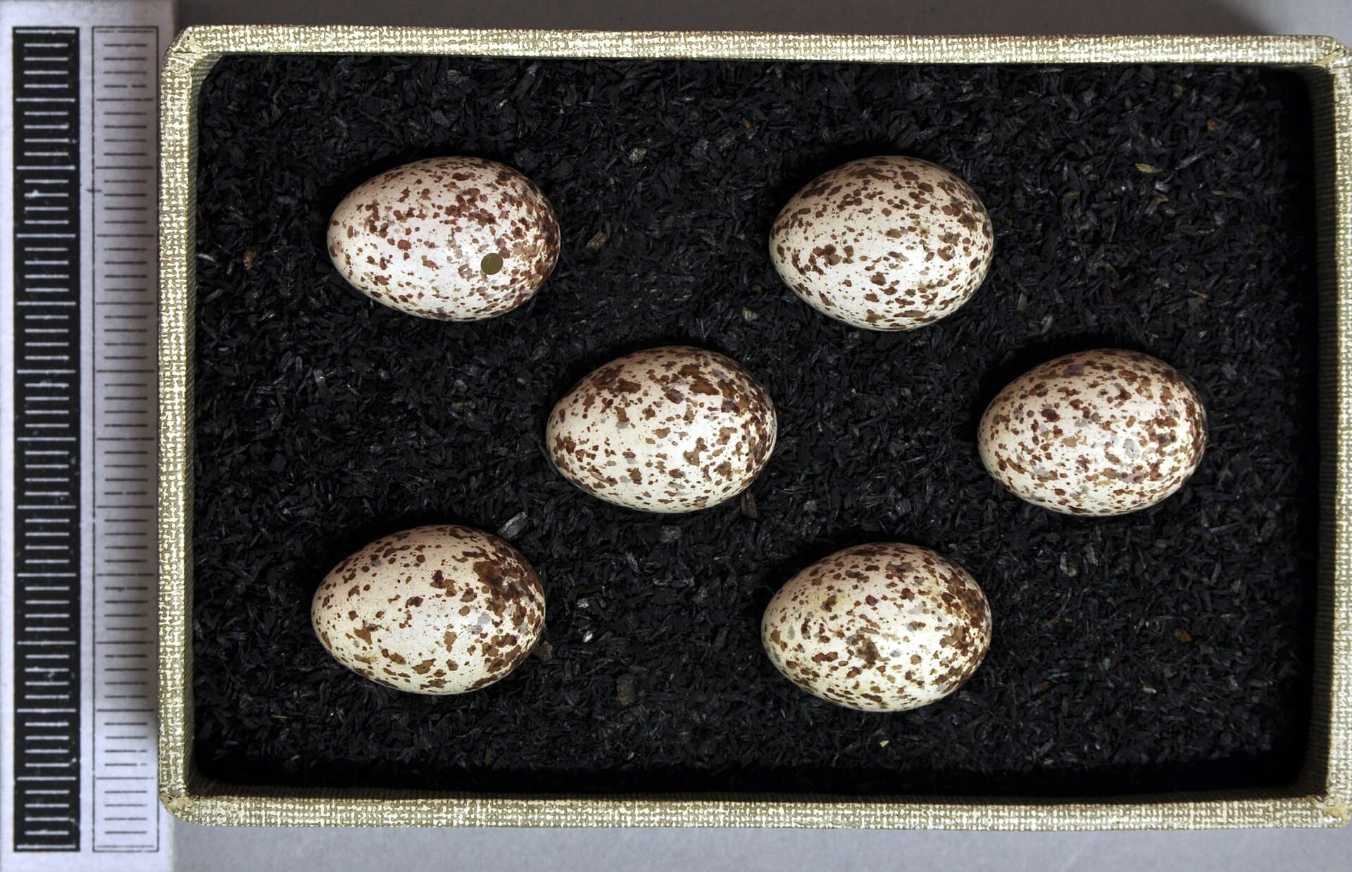 Fluiter (Phylloscopus sibillatrix) - Phylloscopus sibilatrix MWNH 1671