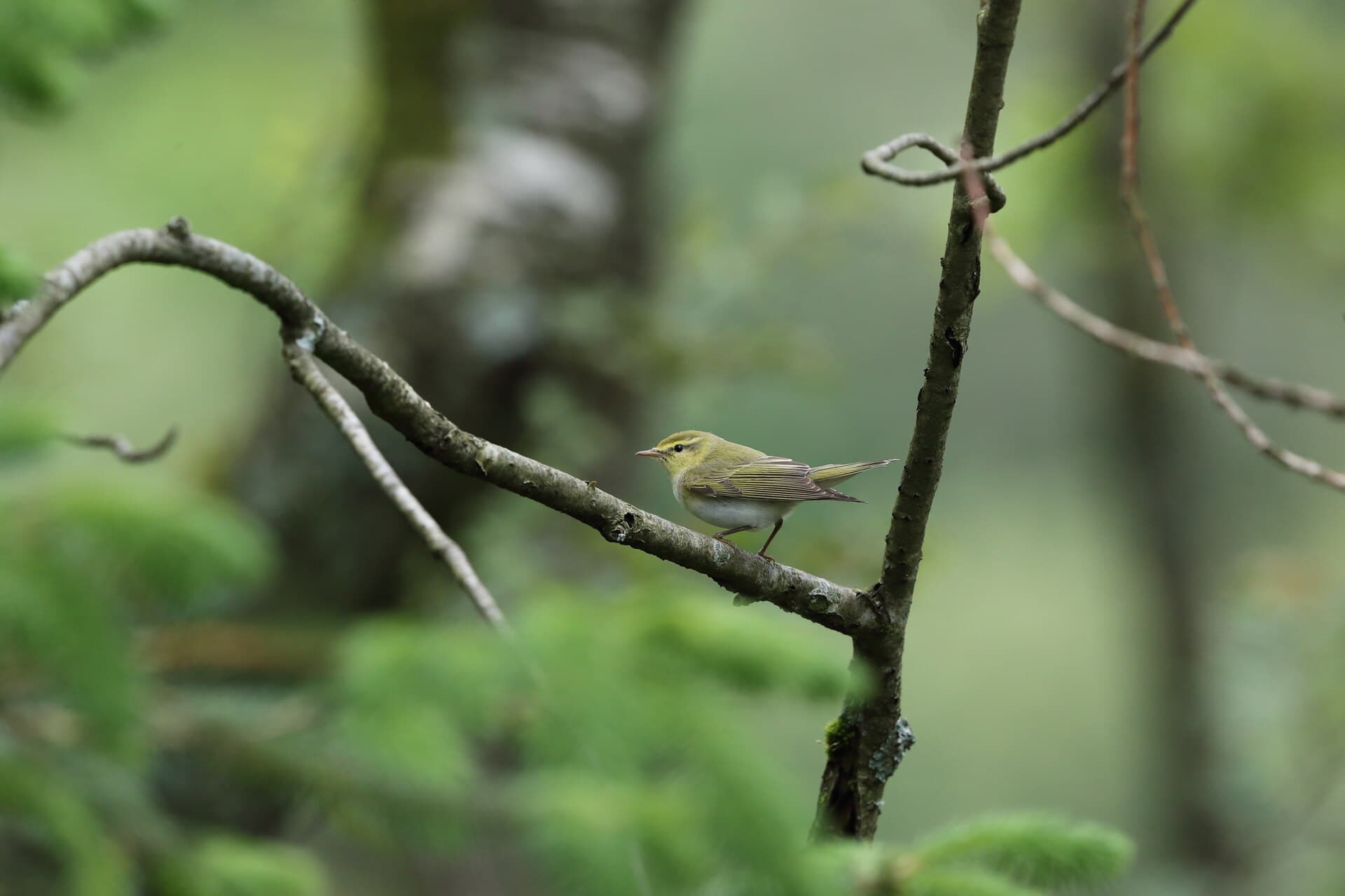 Fluiter (Phylloscopus sibillatrix) - Bøksanger. (Phylloscopus sibilatrix) Wood Warbler