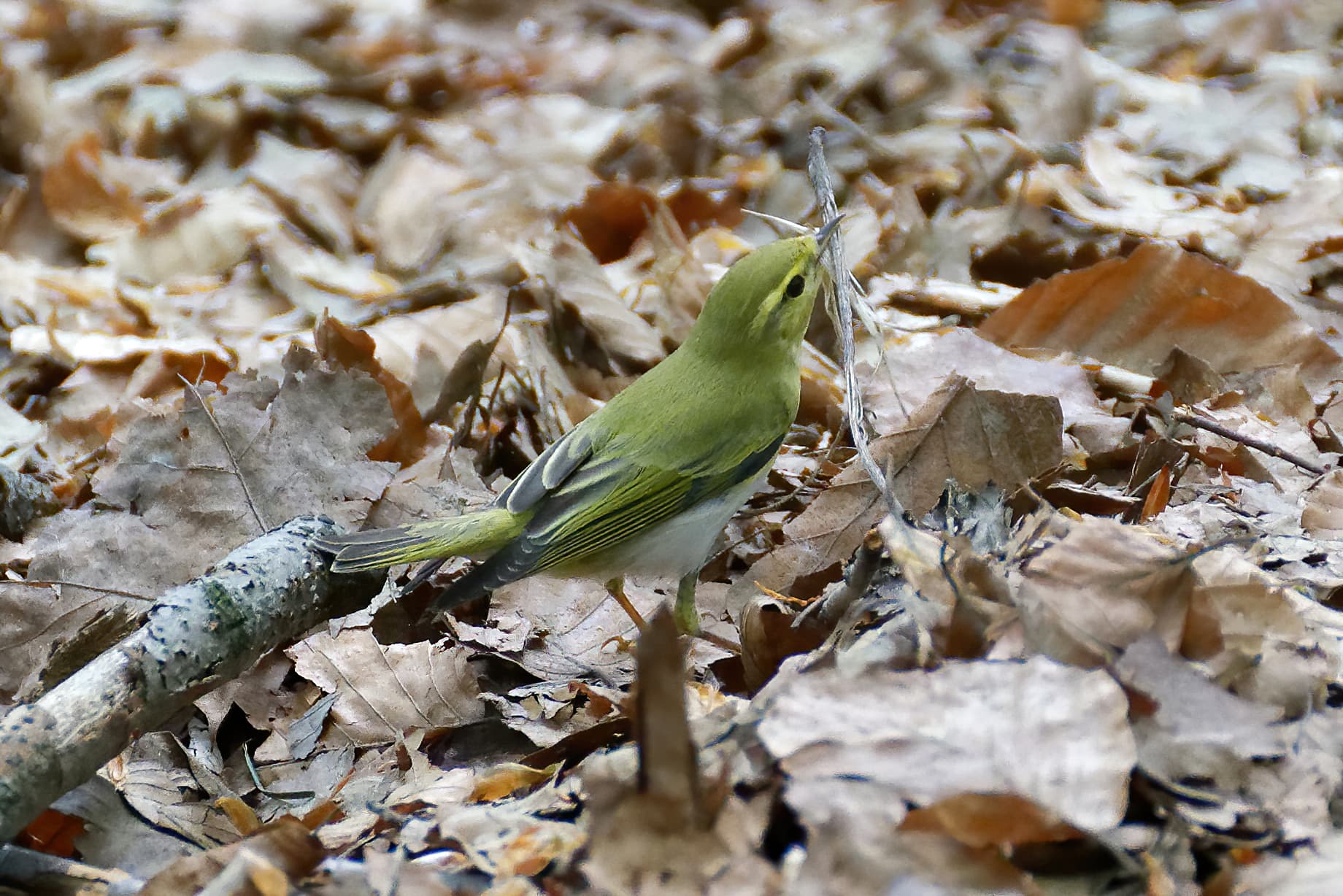 Fluiter (Phylloscopus sibillatrix) - Zbiórka materiału na gniazdo, las pod Kalwarią Zebrzydowską 20200429 1036 1521