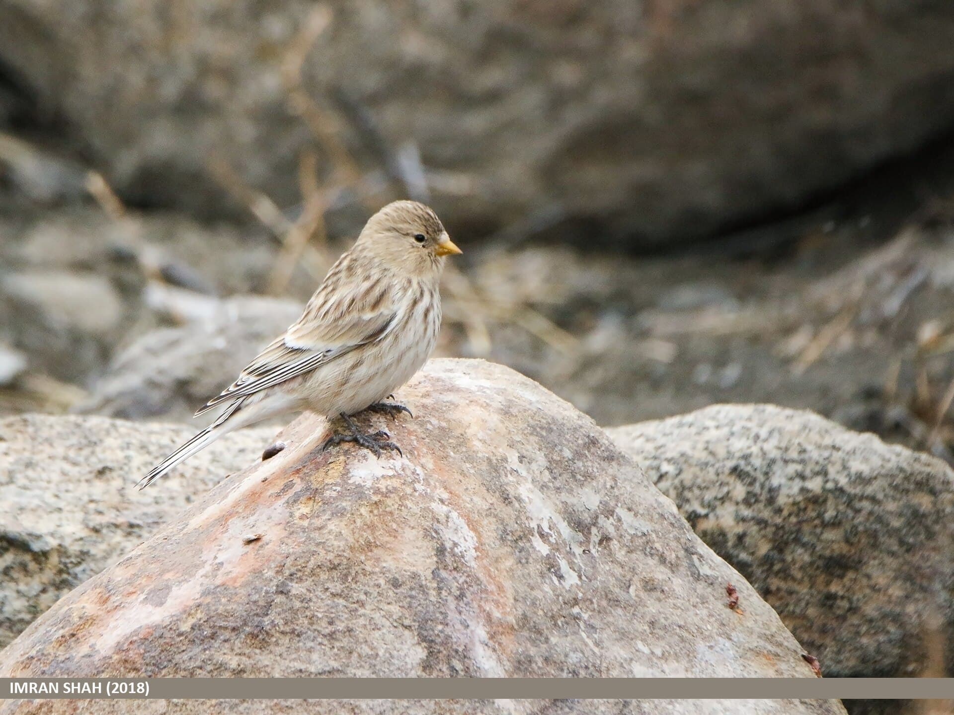 Frater (Linaria flavirostris) - Twite (Carduelis flavirostris) (49182507256)