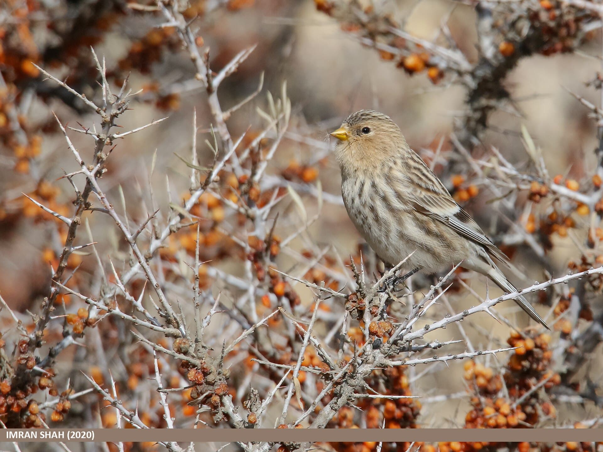 Frater (Linaria flavirostris) - Twite (Carduelis flavirostris) (50707046022)