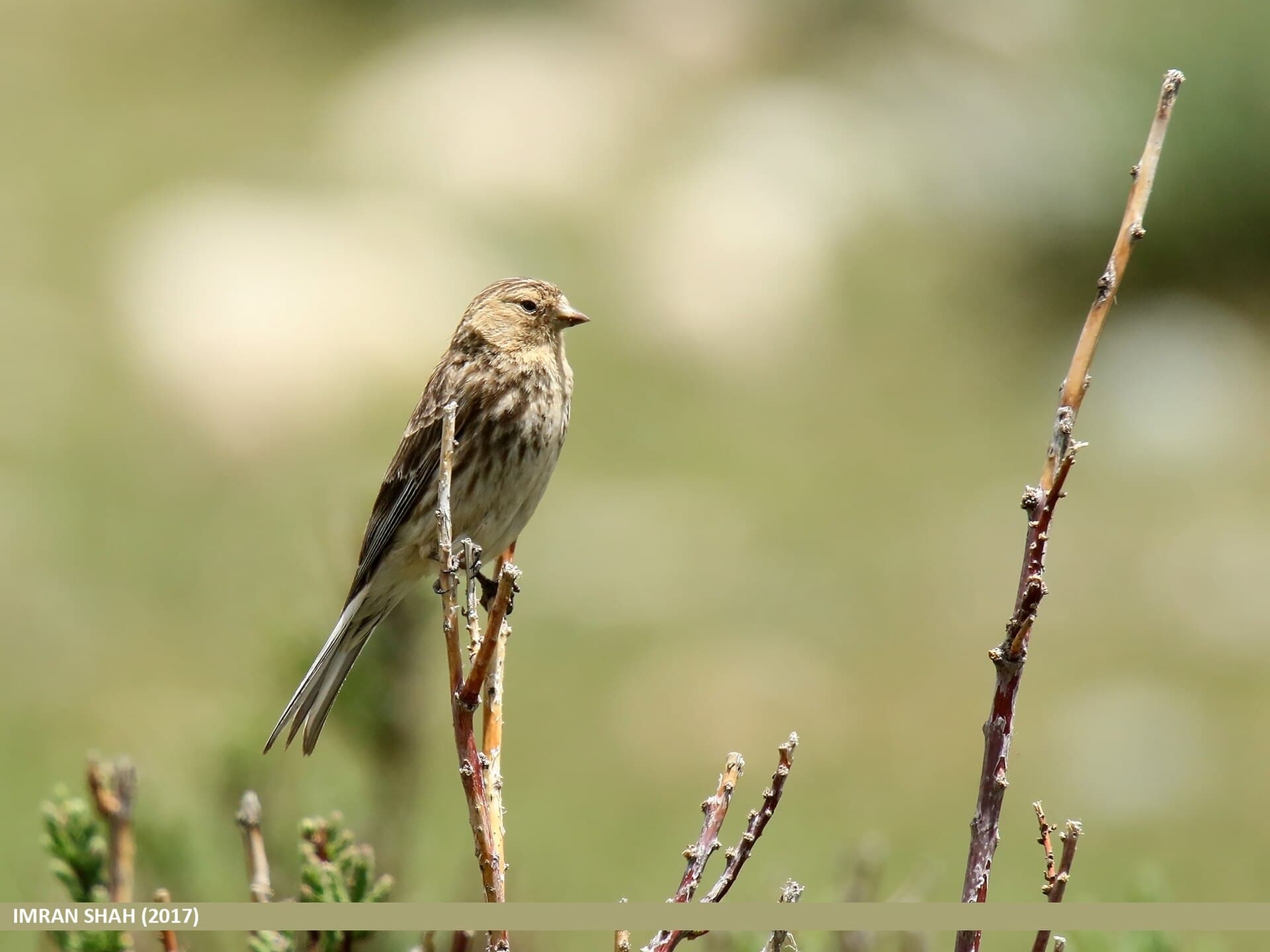 Frater (Linaria flavirostris) - Twite (Carduelis flavirostris) (25766670278)