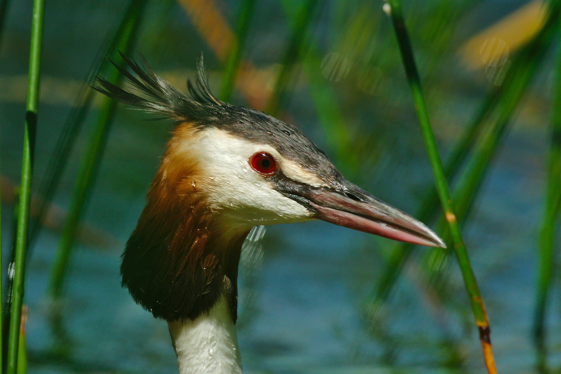 Fuut (Podiceps cristatus) - Porträt Haubentaucher auf dem Staffelsee
