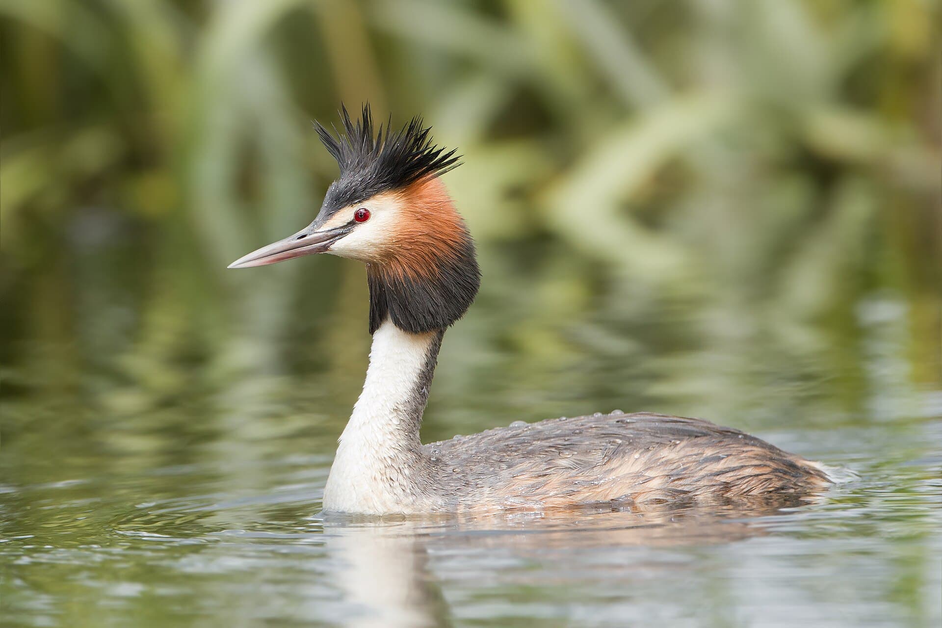 Fuut (Podiceps cristatus) - Podiceps cristatus 2 - Lake Dulverton