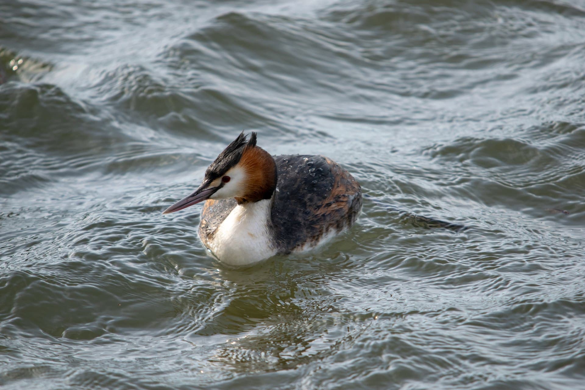Fuut (Podiceps cristatus) - Podiceps cristatus 115767213