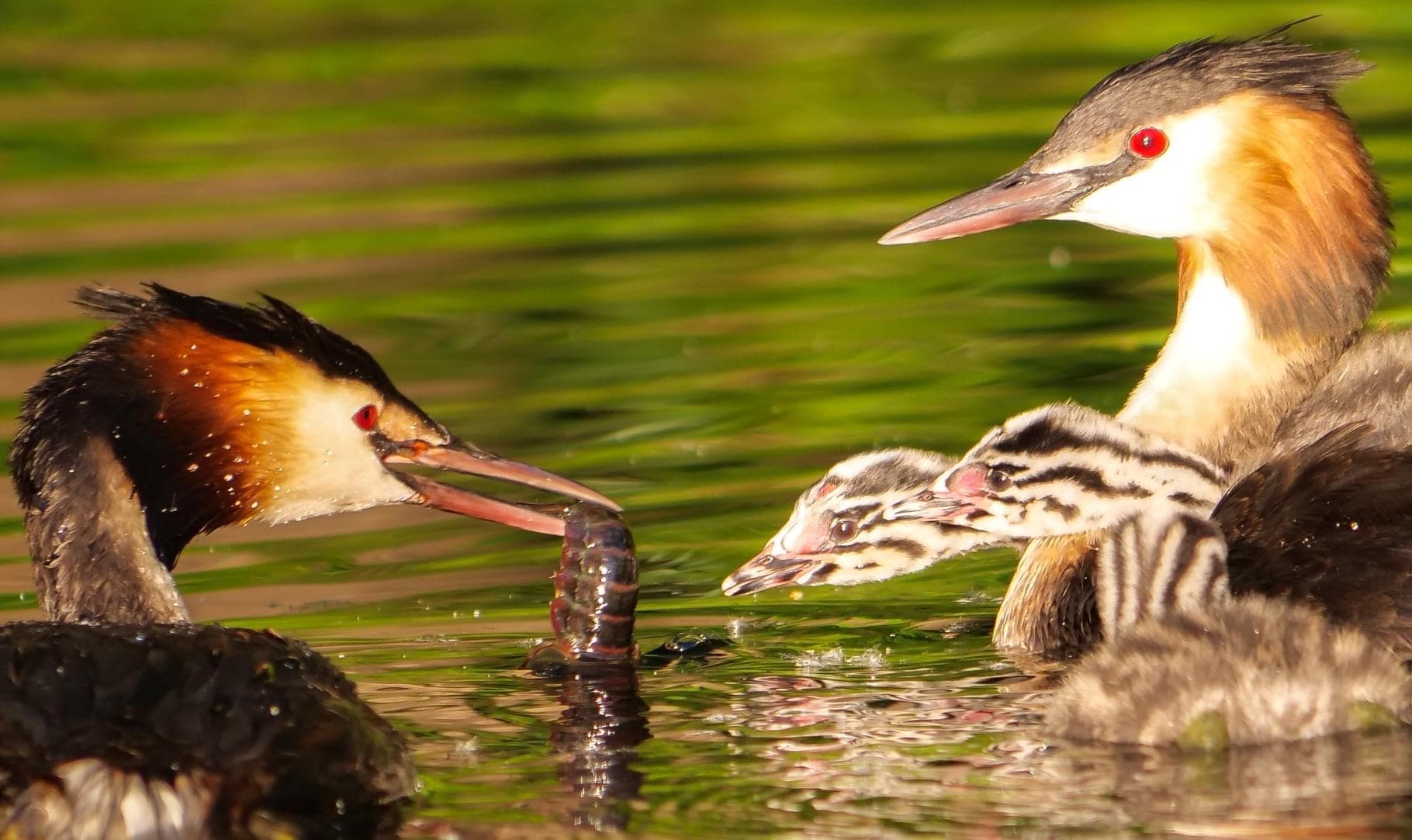 Fuut (Podiceps cristatus) - Haubentaucher Familie