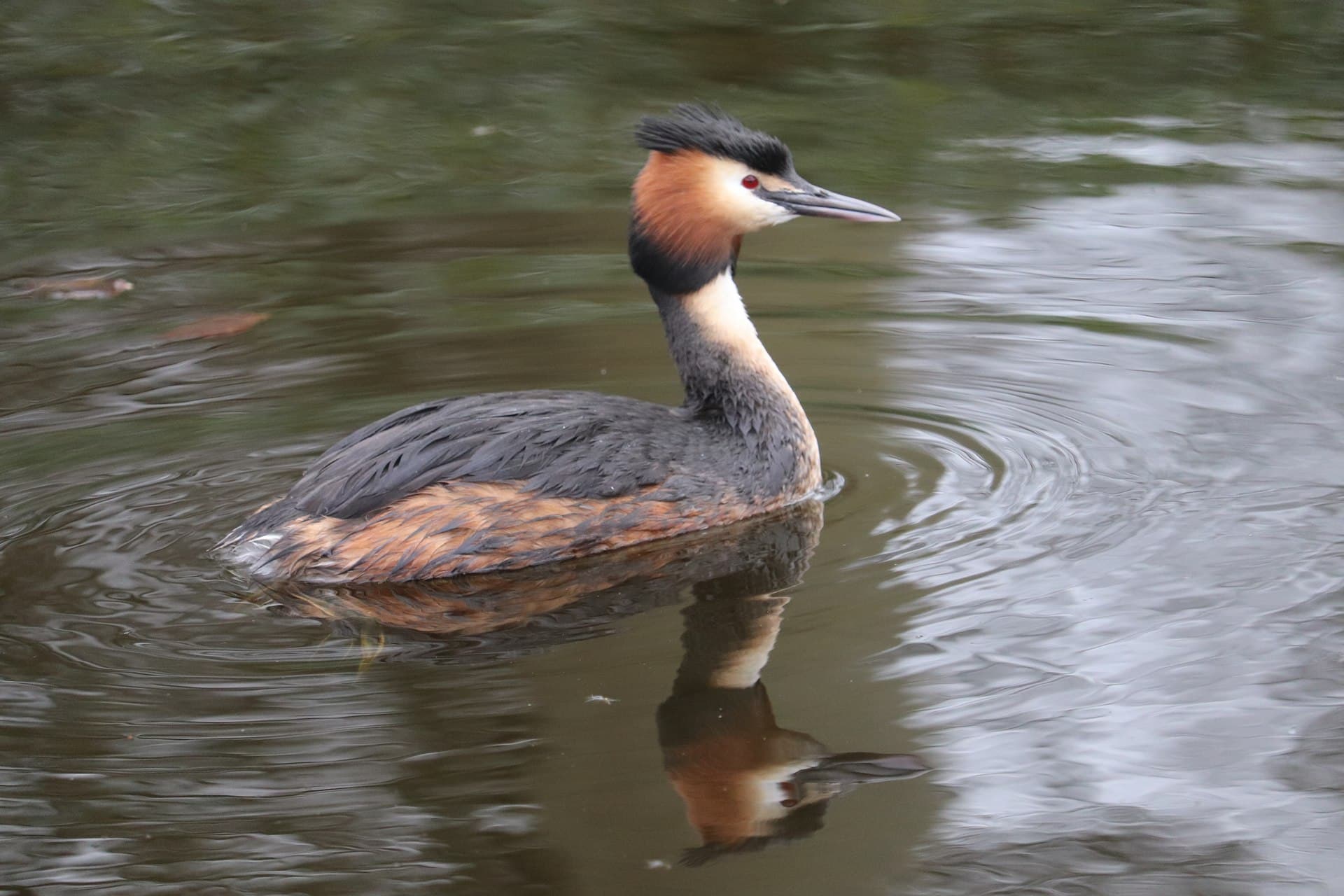 Fuut (Podiceps cristatus) - Podiceps cristatus 116793208