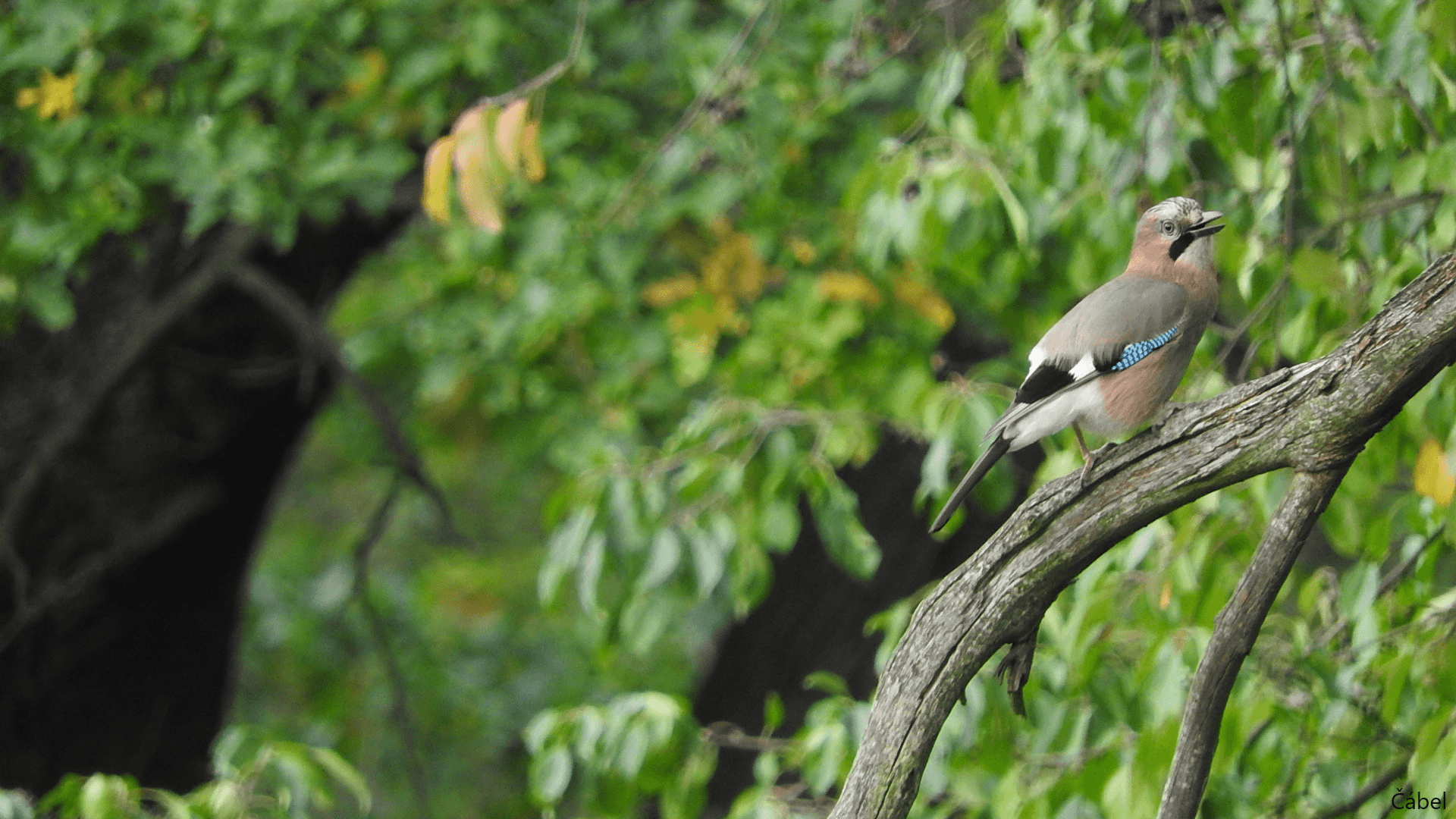 Gaai (Garrulus glandarius) - Sojka obecná (Garrulus glandarius)