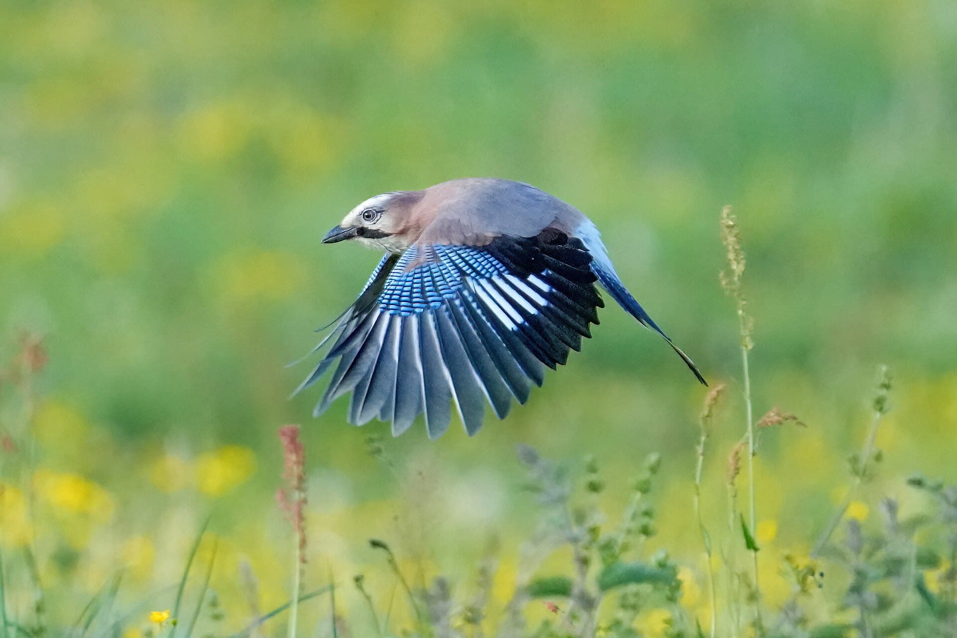 Gaai (Garrulus glandarius) - 075 Wild Eurasian jay in flight at the Parc naturel régional Jura vaudois Photo by Giles Laurent