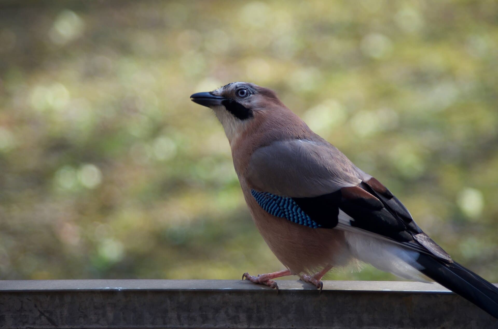 Gaai (Garrulus glandarius) - Garrulus glandarius 114201980