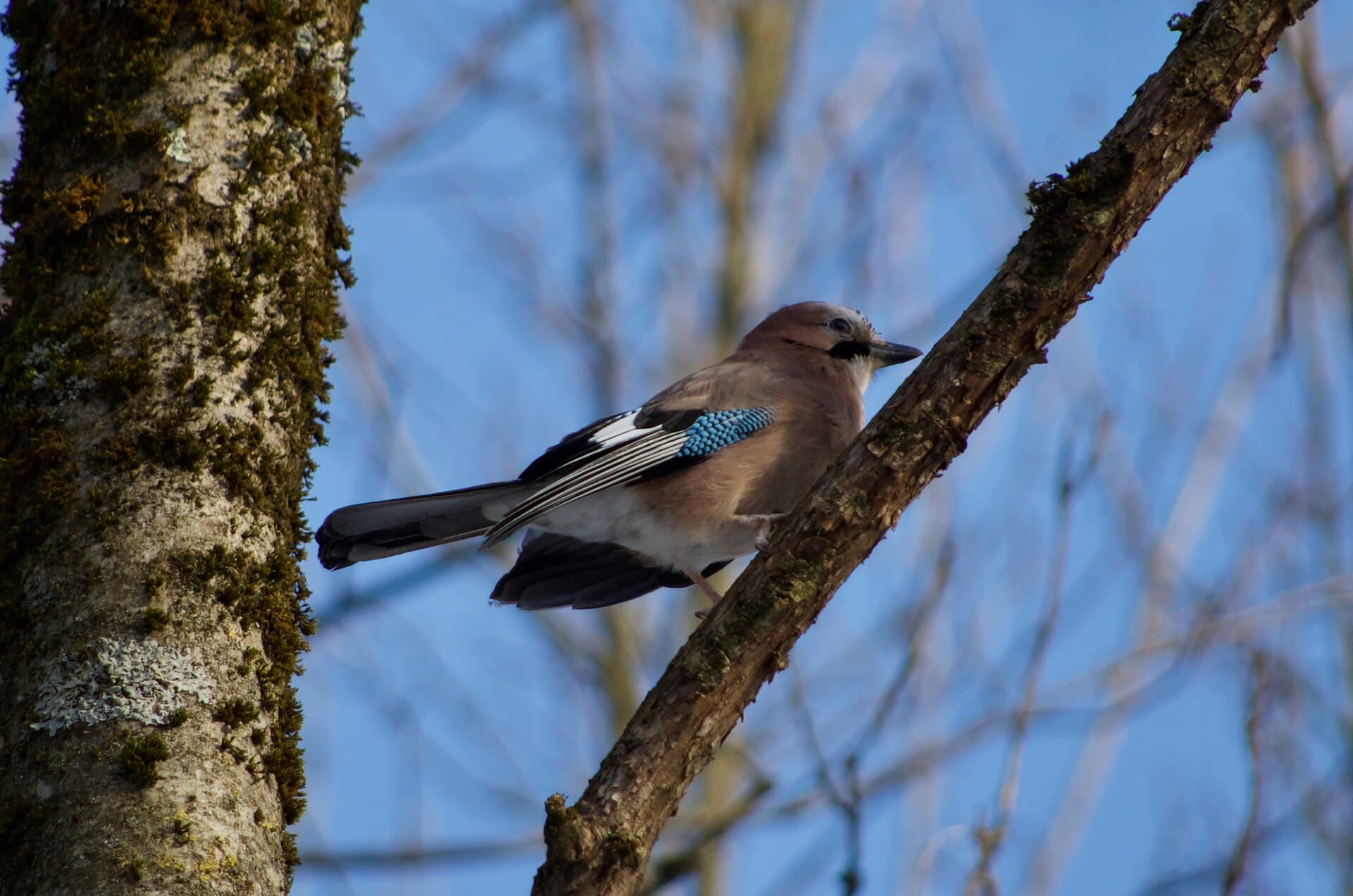 Gaai (Garrulus glandarius) - Garrulus glandarius 112995662