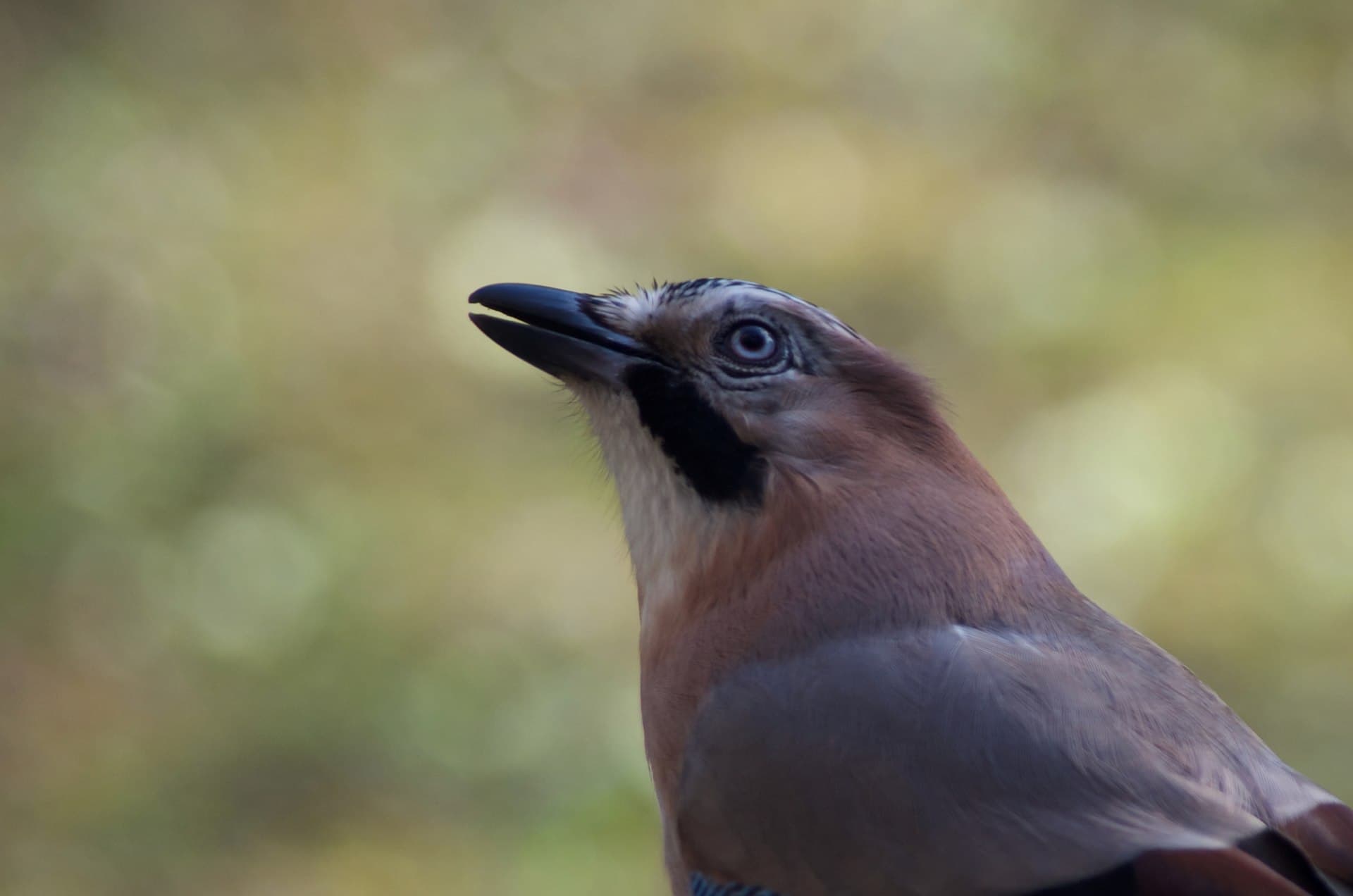 Gaai (Garrulus glandarius) - Garrulus glandarius 114202018