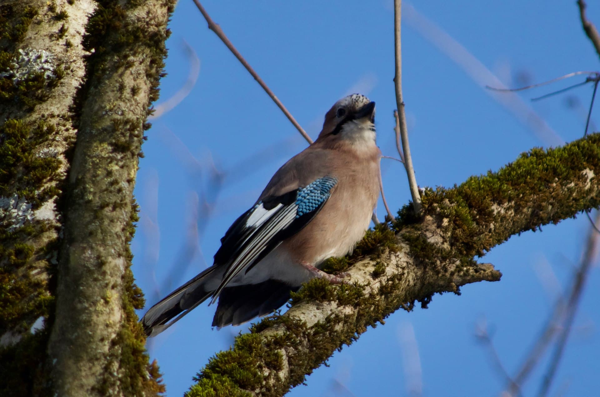 Gaai (Garrulus glandarius) - Garrulus glandarius 112995652