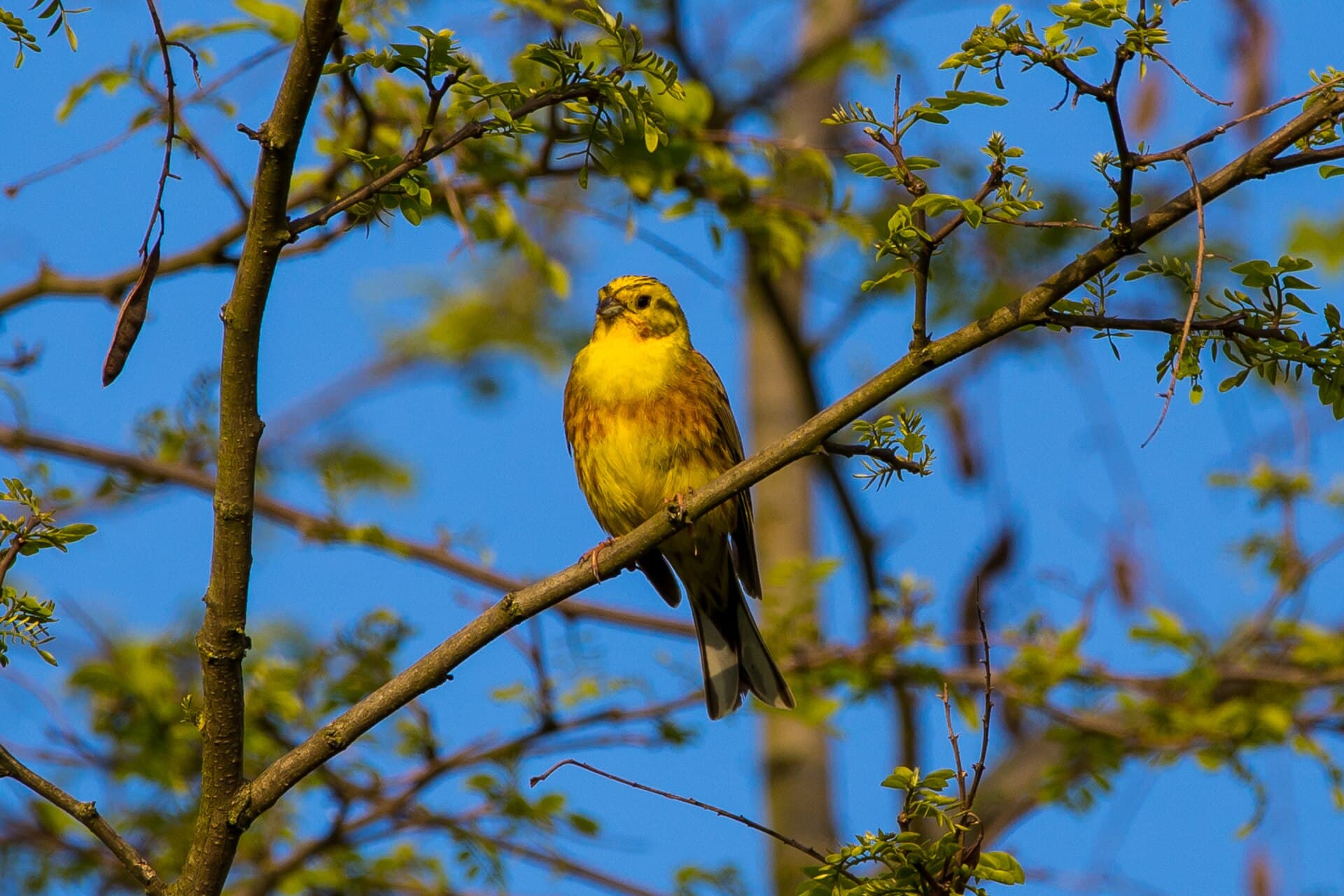 Geelgors (Emberiza citrinella) - Goldammer beim Sonnenbaden